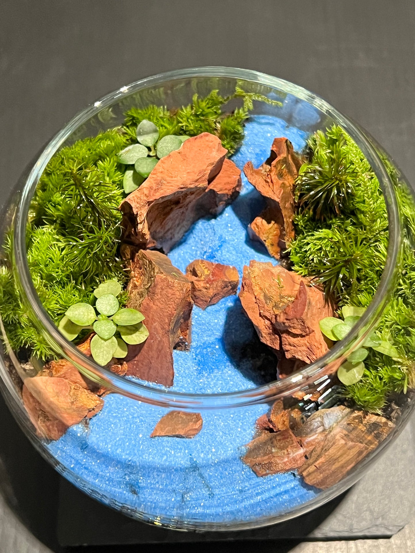 Terrarium 262