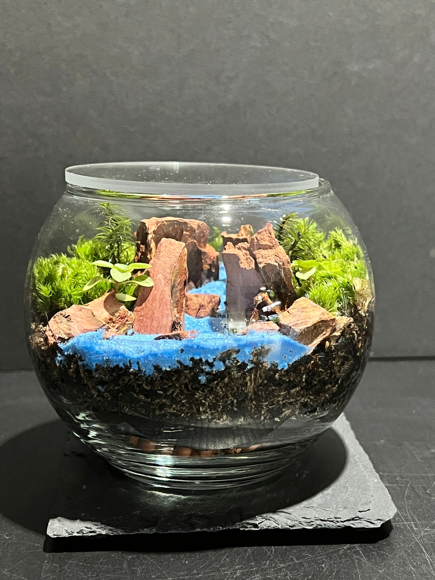 Terrarium 262