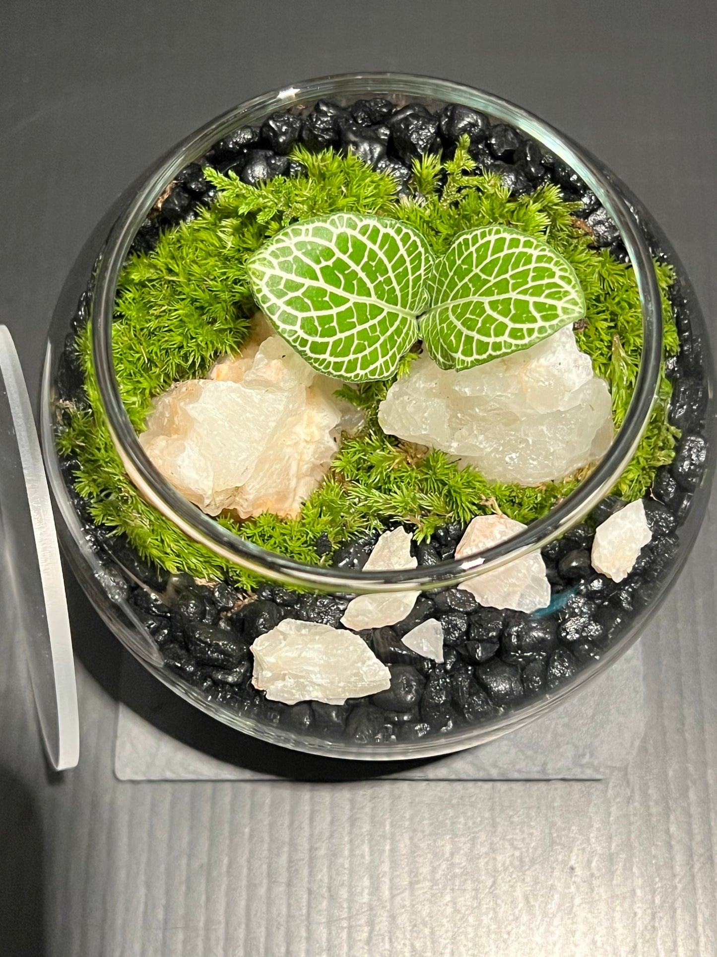 Terrarium 263