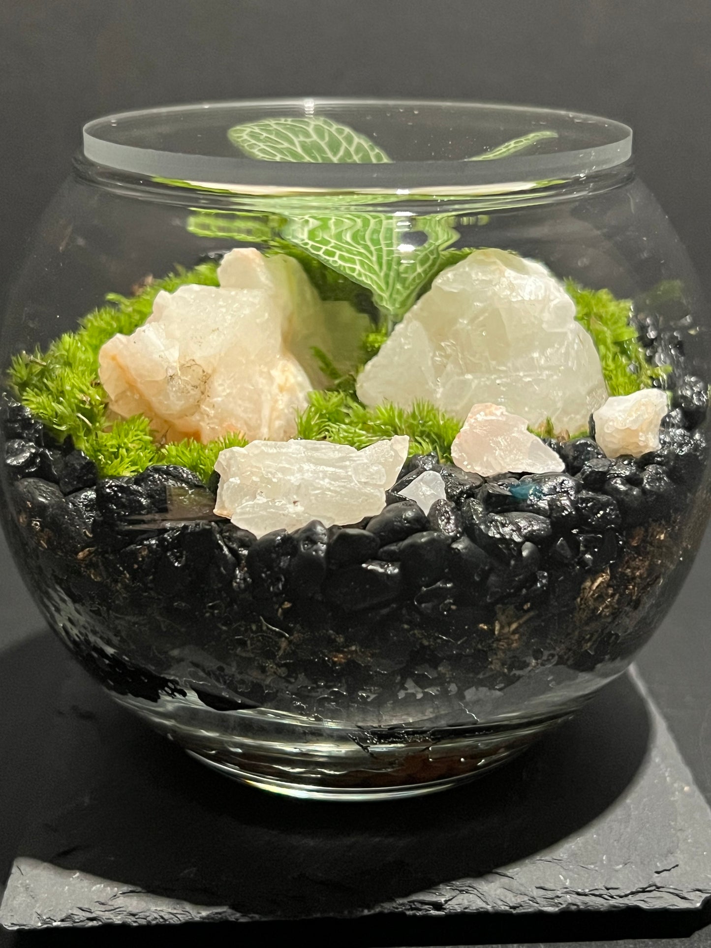 Terrarium 263
