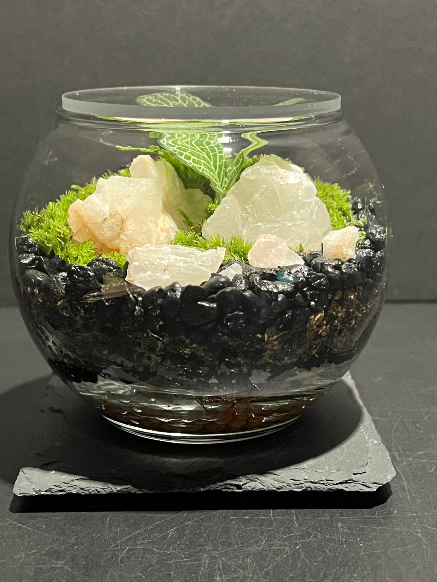 Terrarium 263