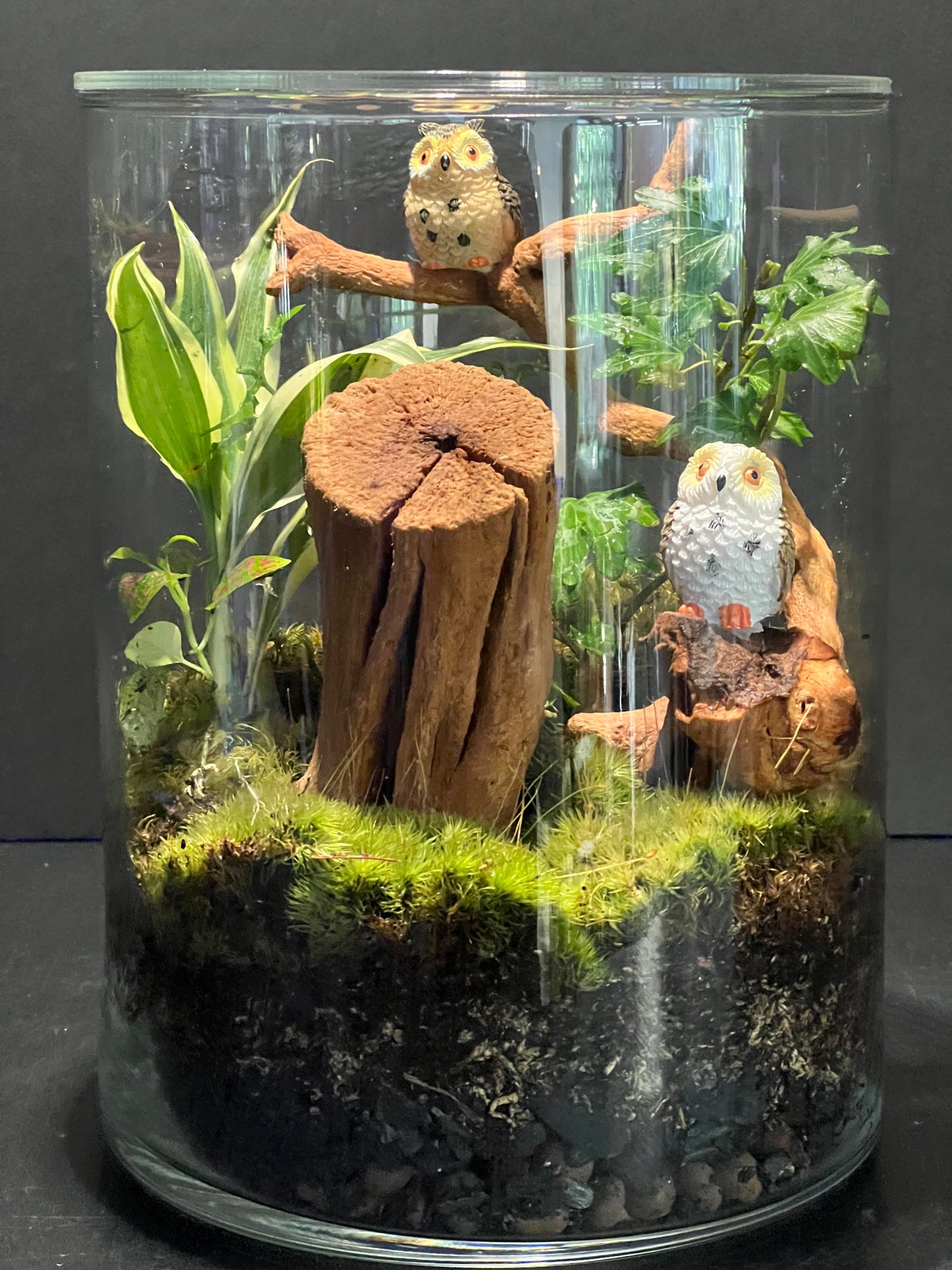 Terrarium 266