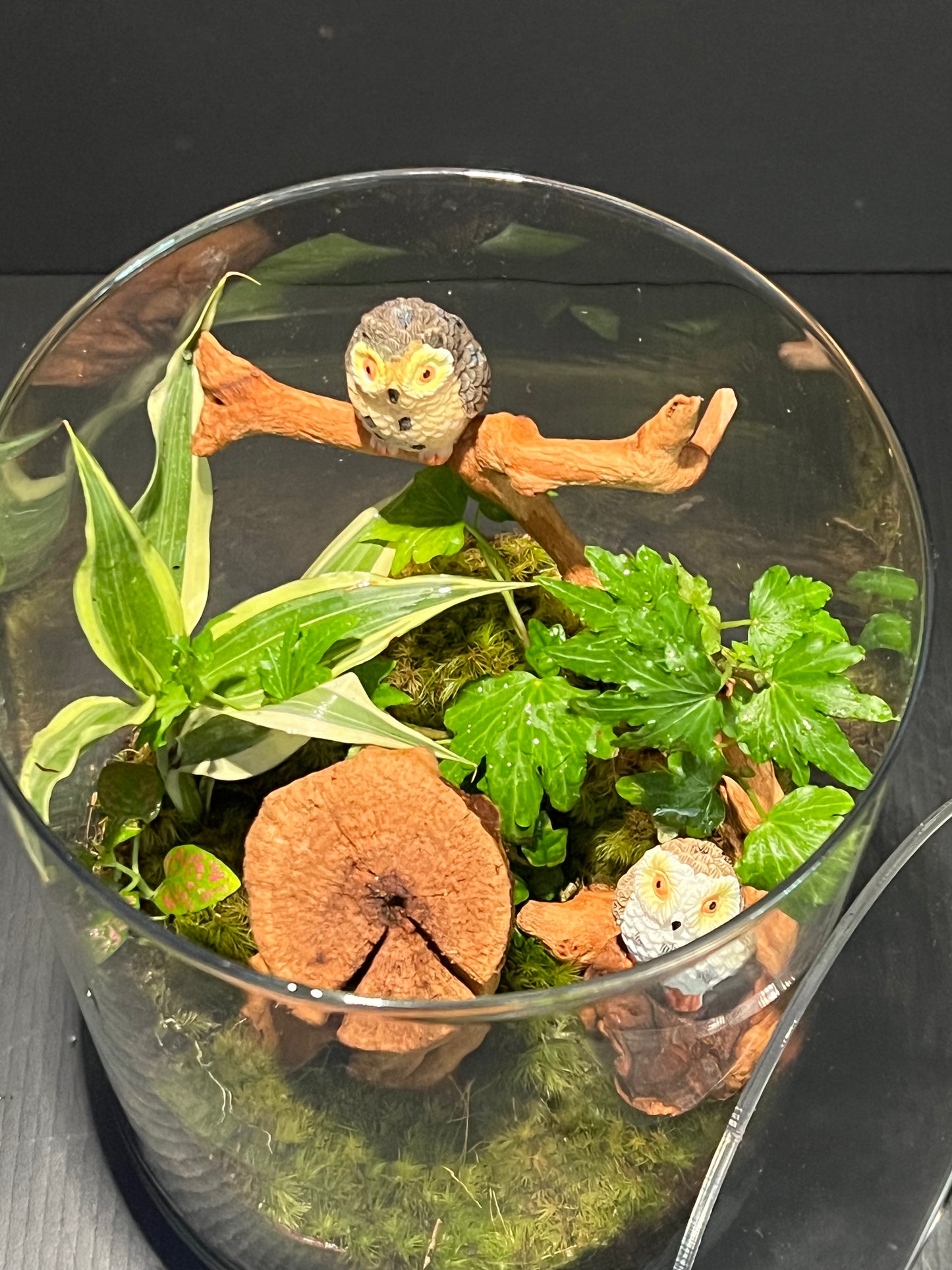 Terrarium 266
