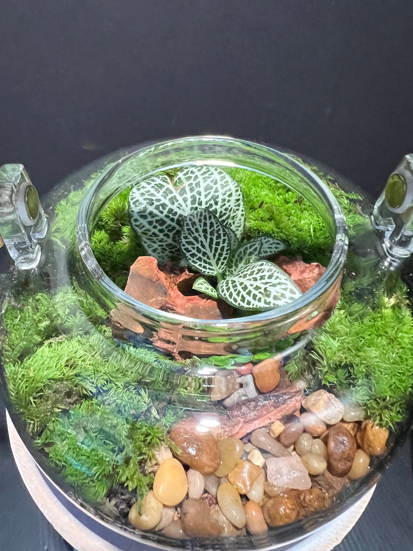 Terrarium 268
