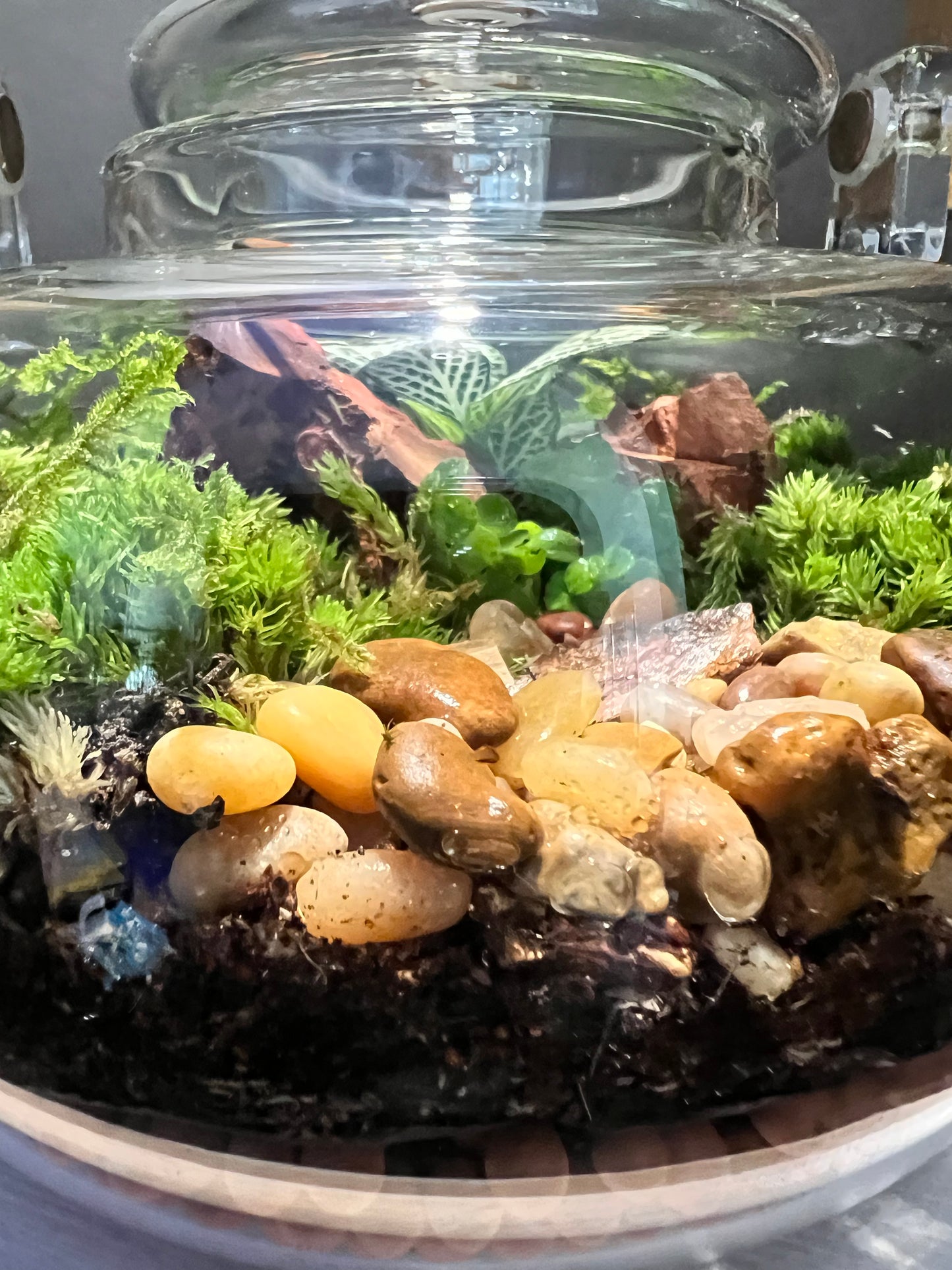 Terrarium 268