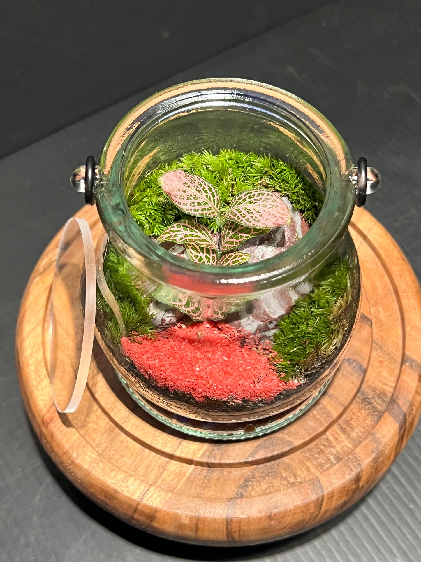 Terrarium 270
