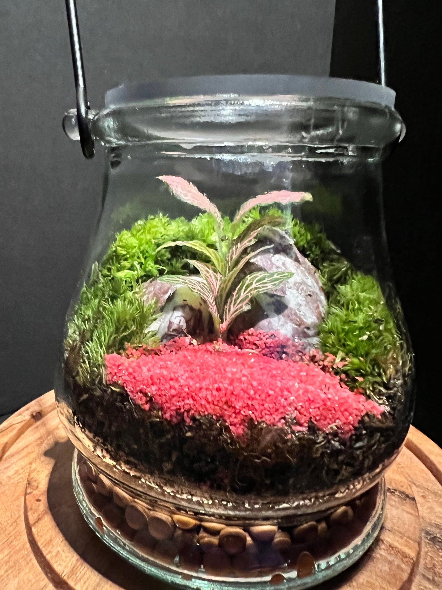 Terrarium 270