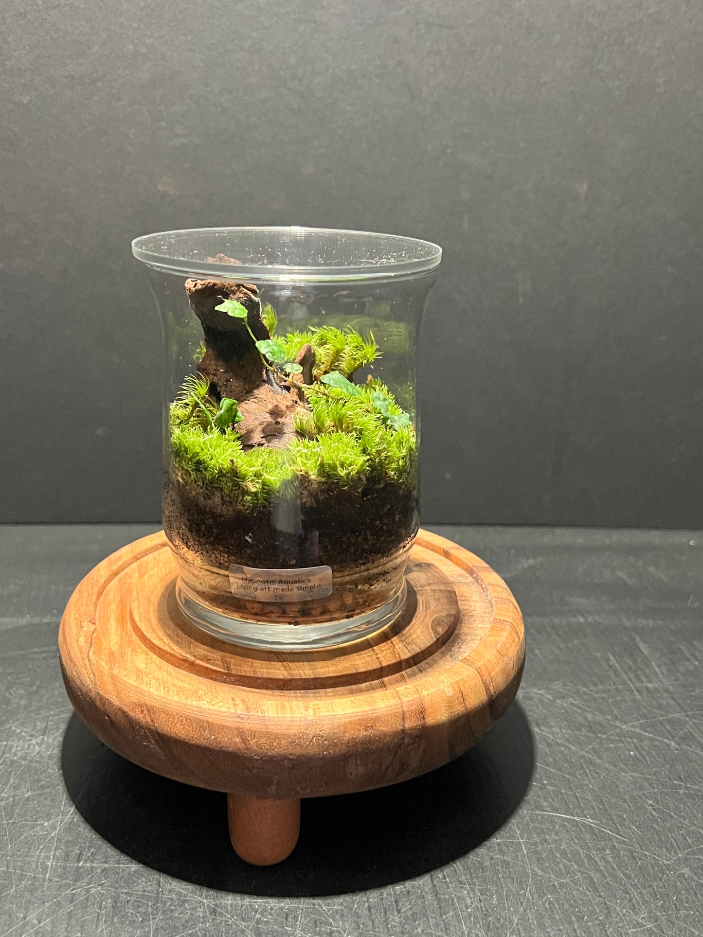Terrarium 272