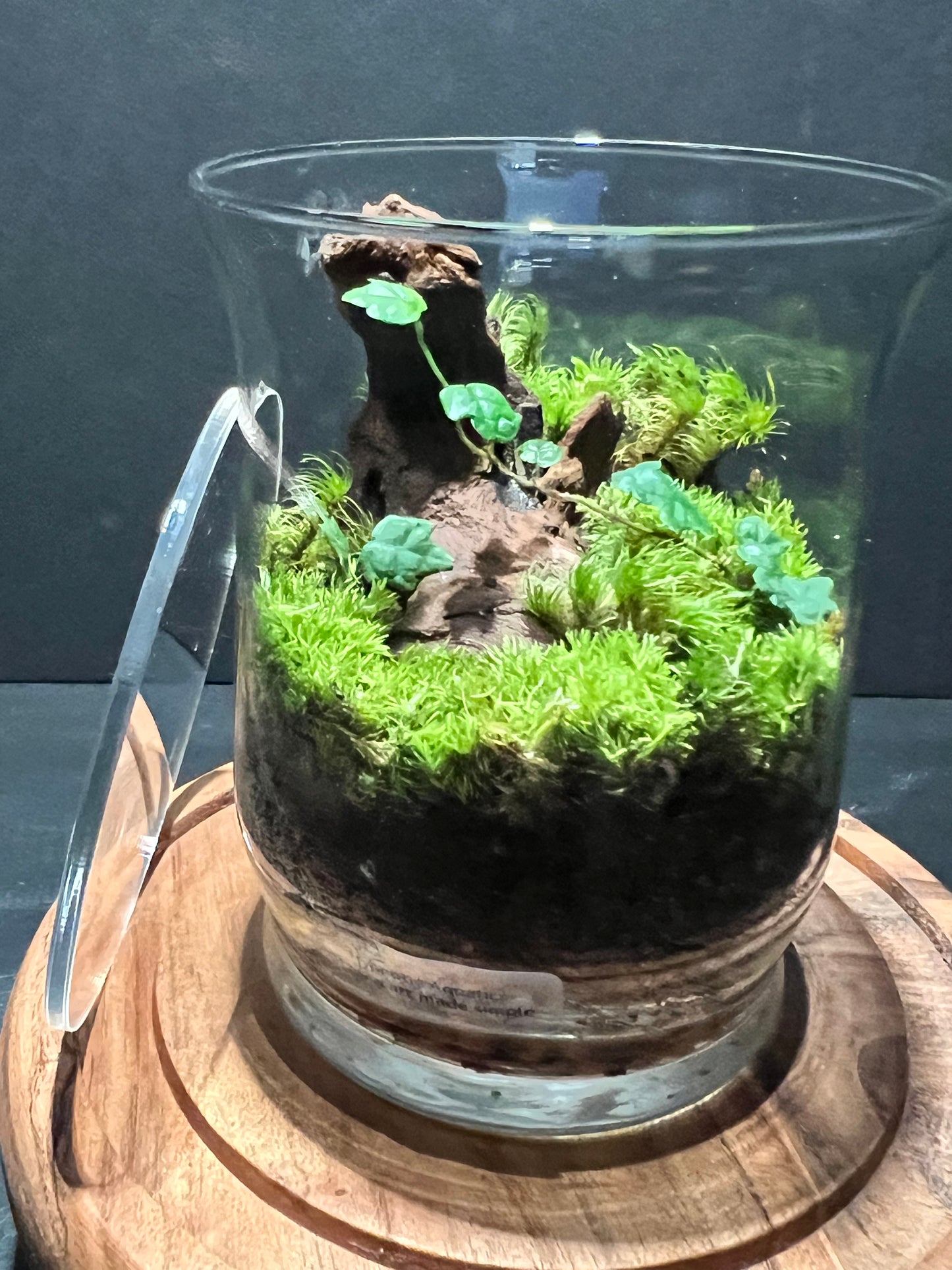Terrarium 272