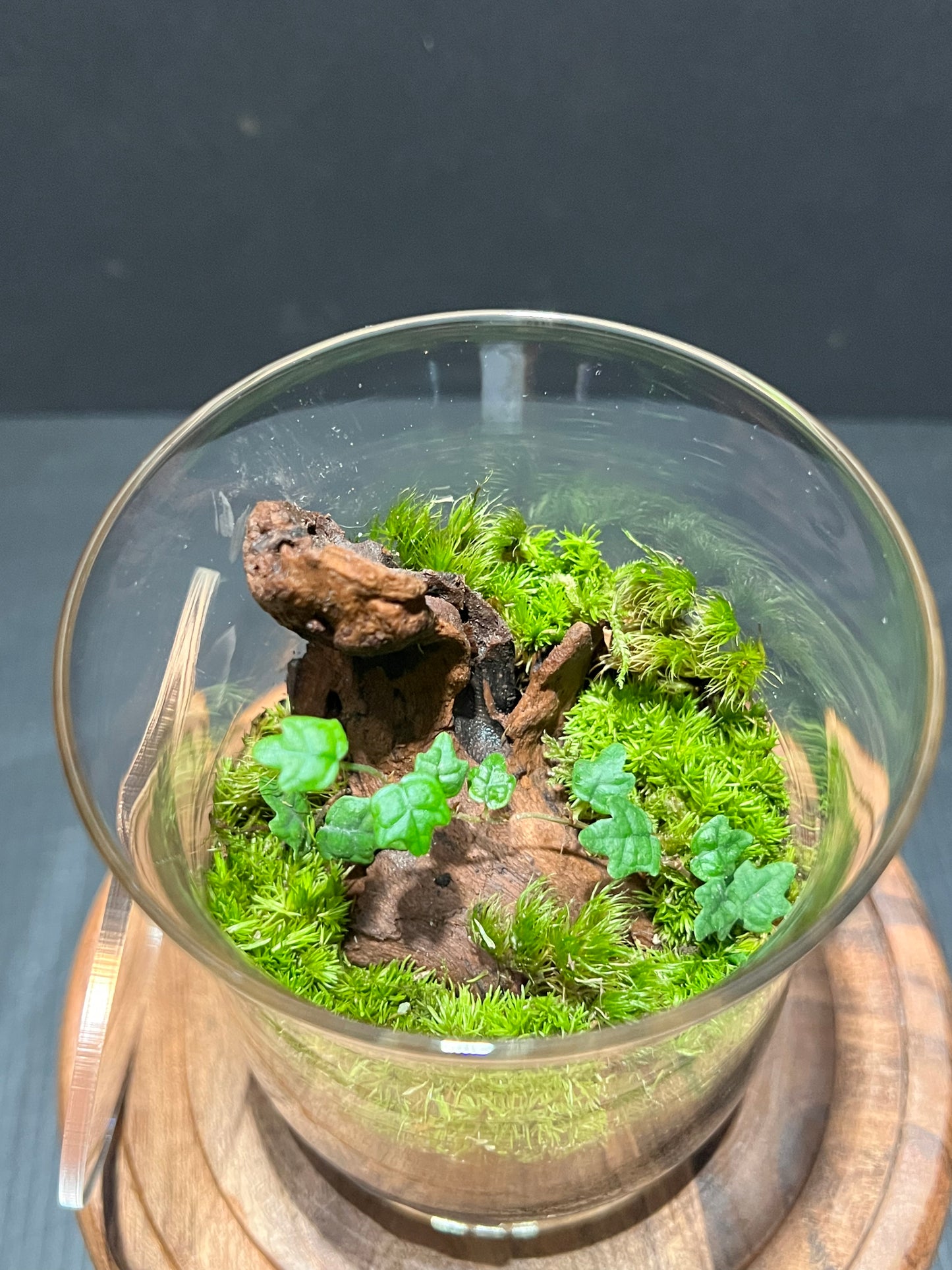 Terrarium 272