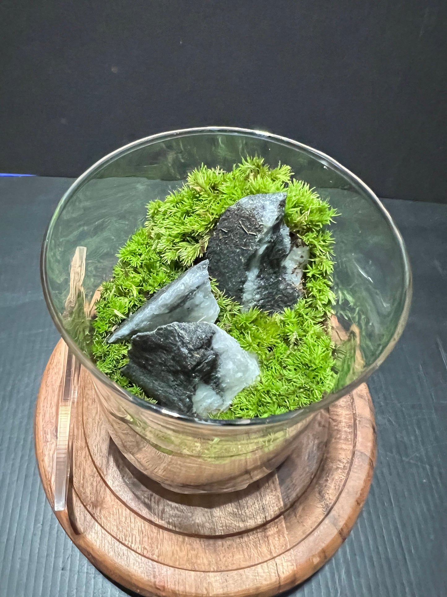 Terrarium 273