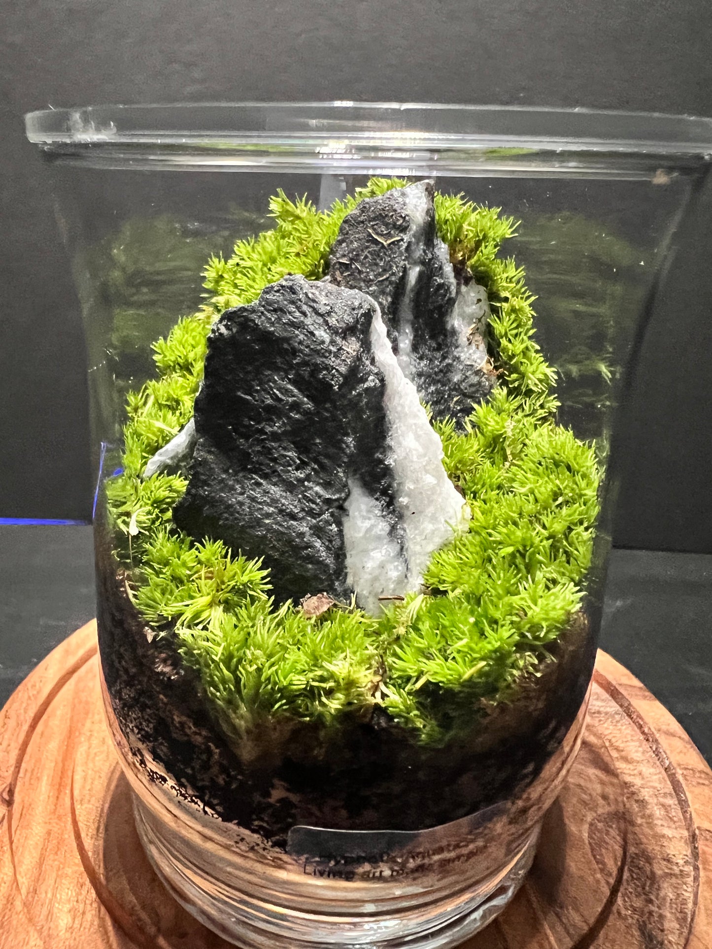 Terrarium 273