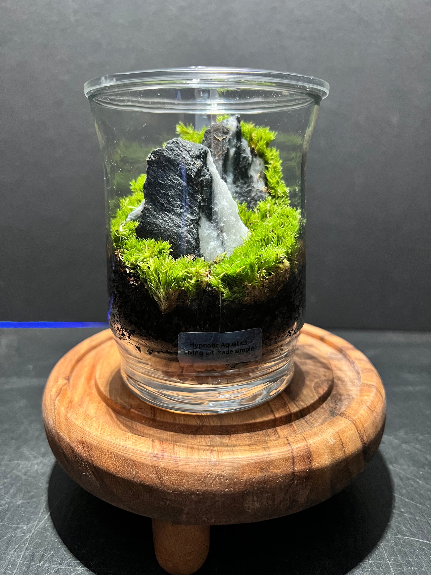Terrarium 273