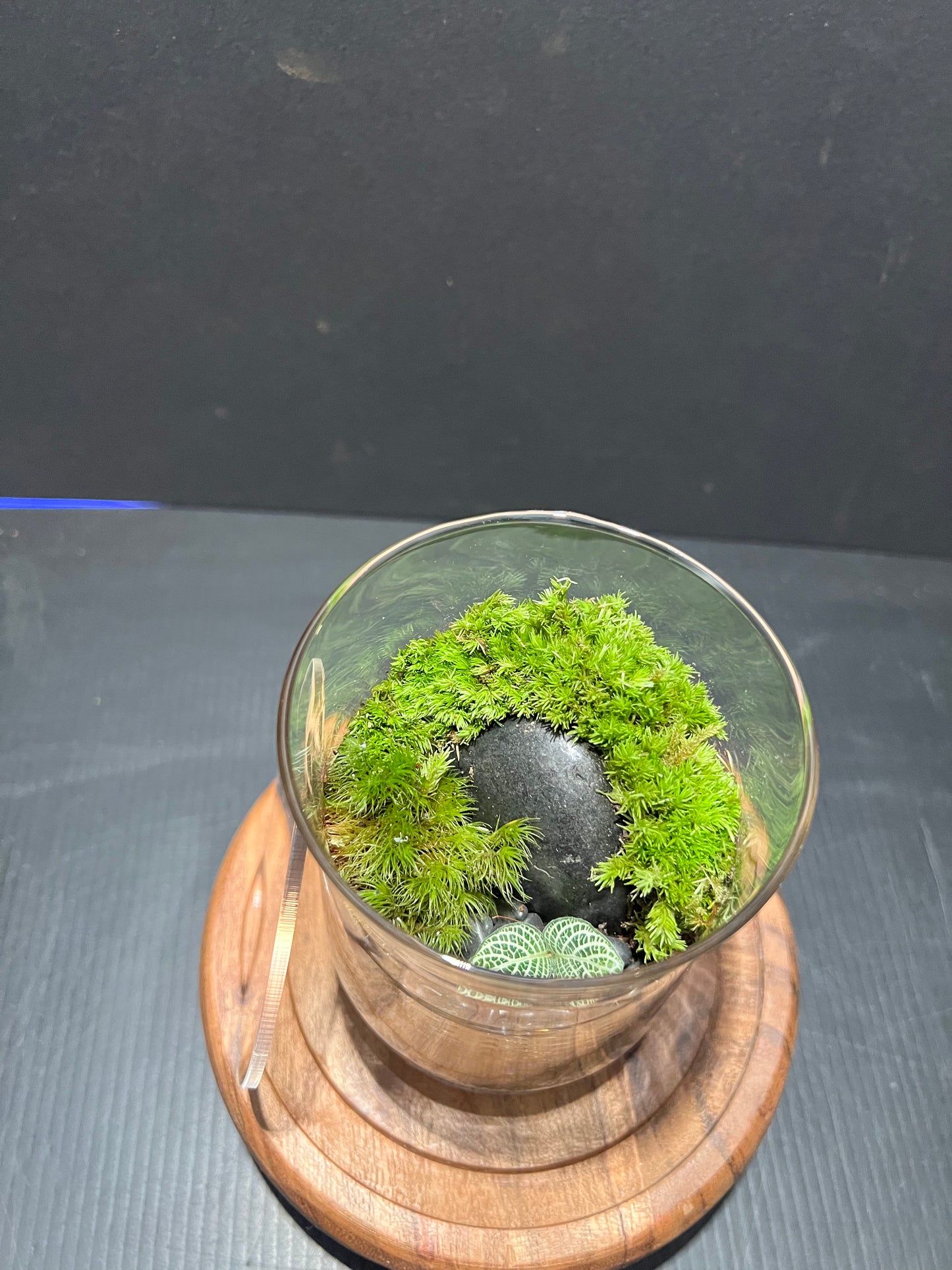 Terrarium 274