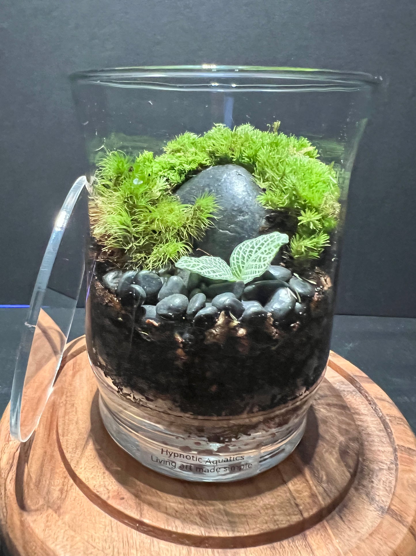 Terrarium 274