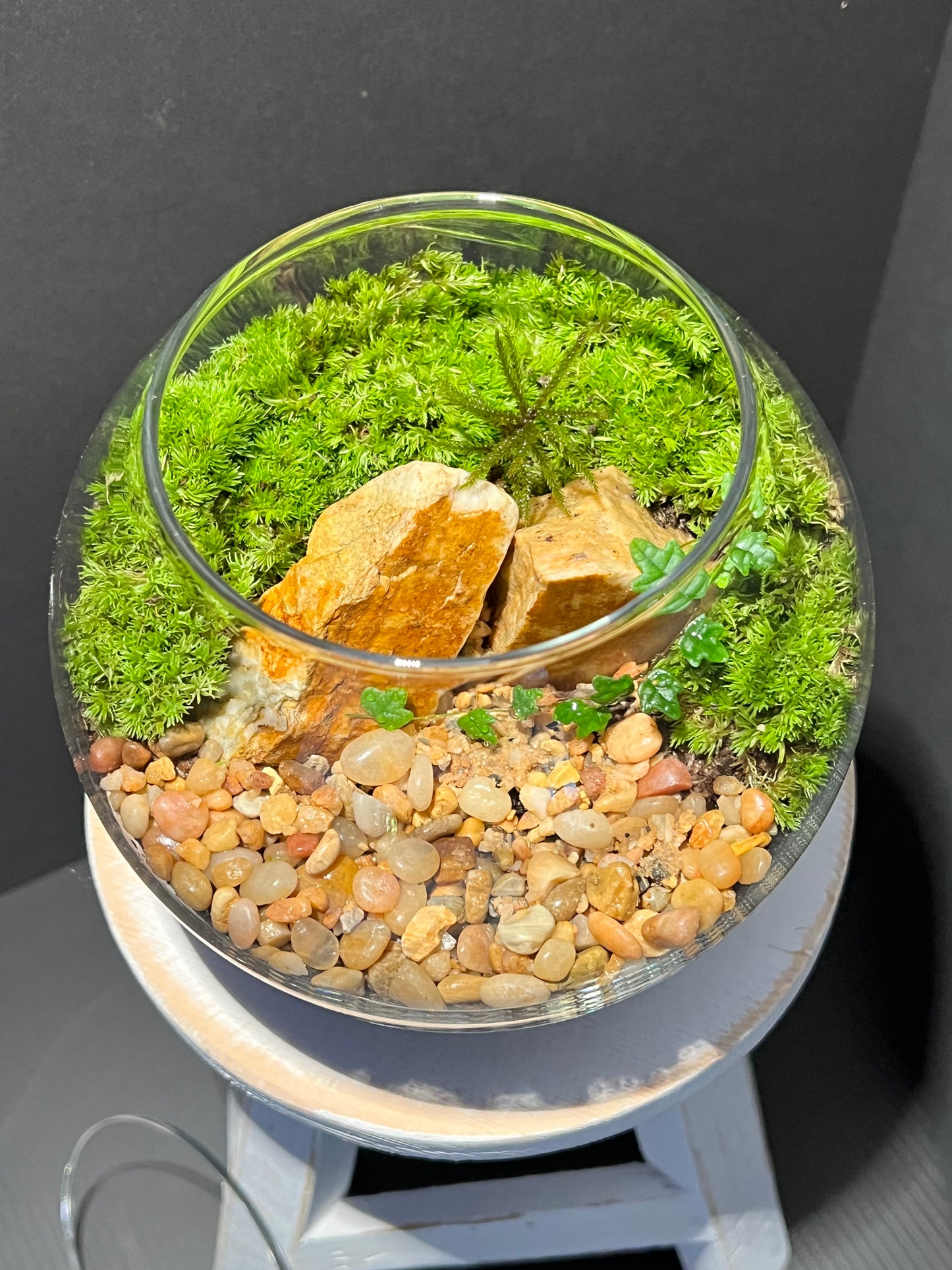 Terrarium 276