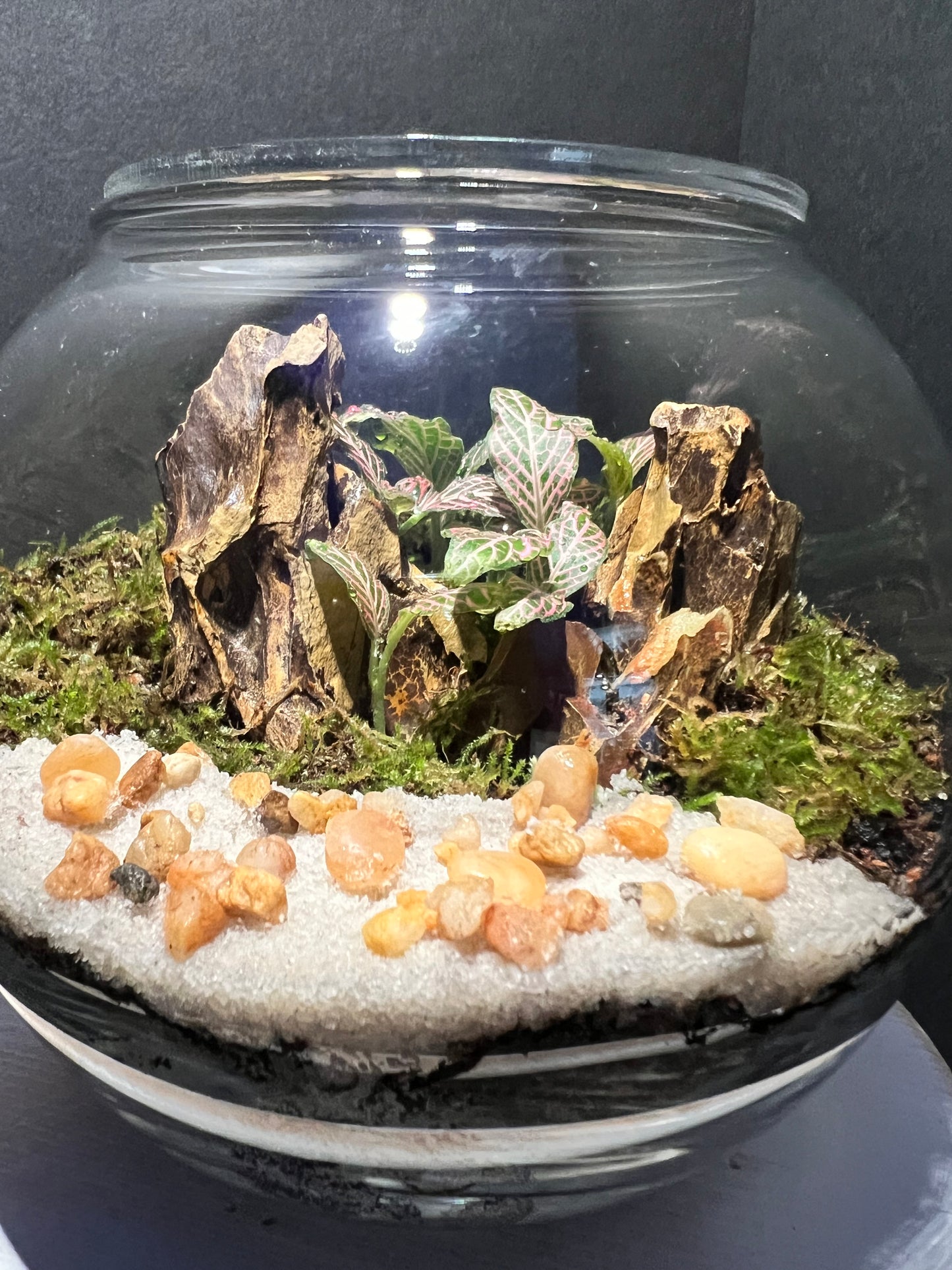 Terrarium 277