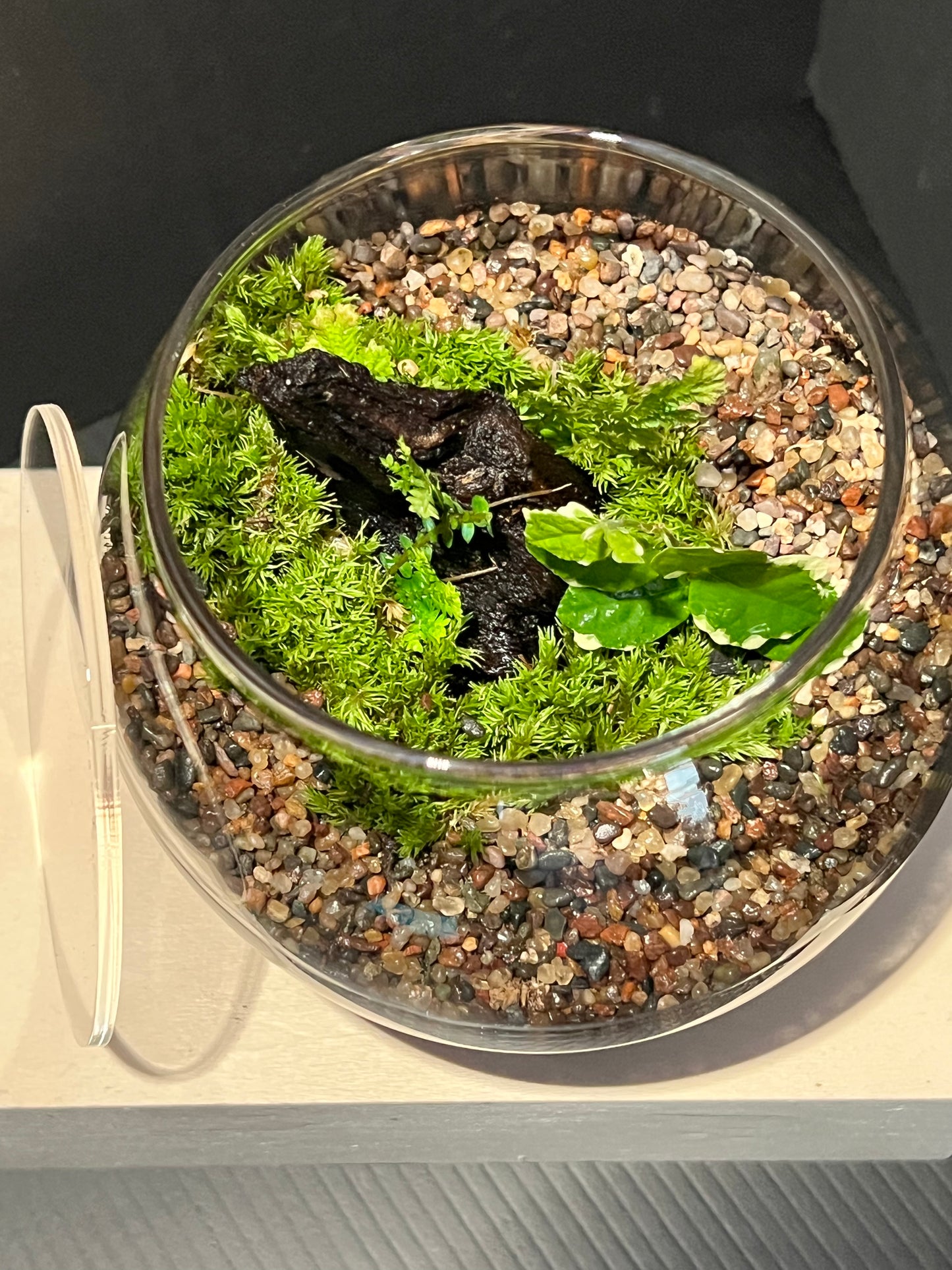Terrarium 278