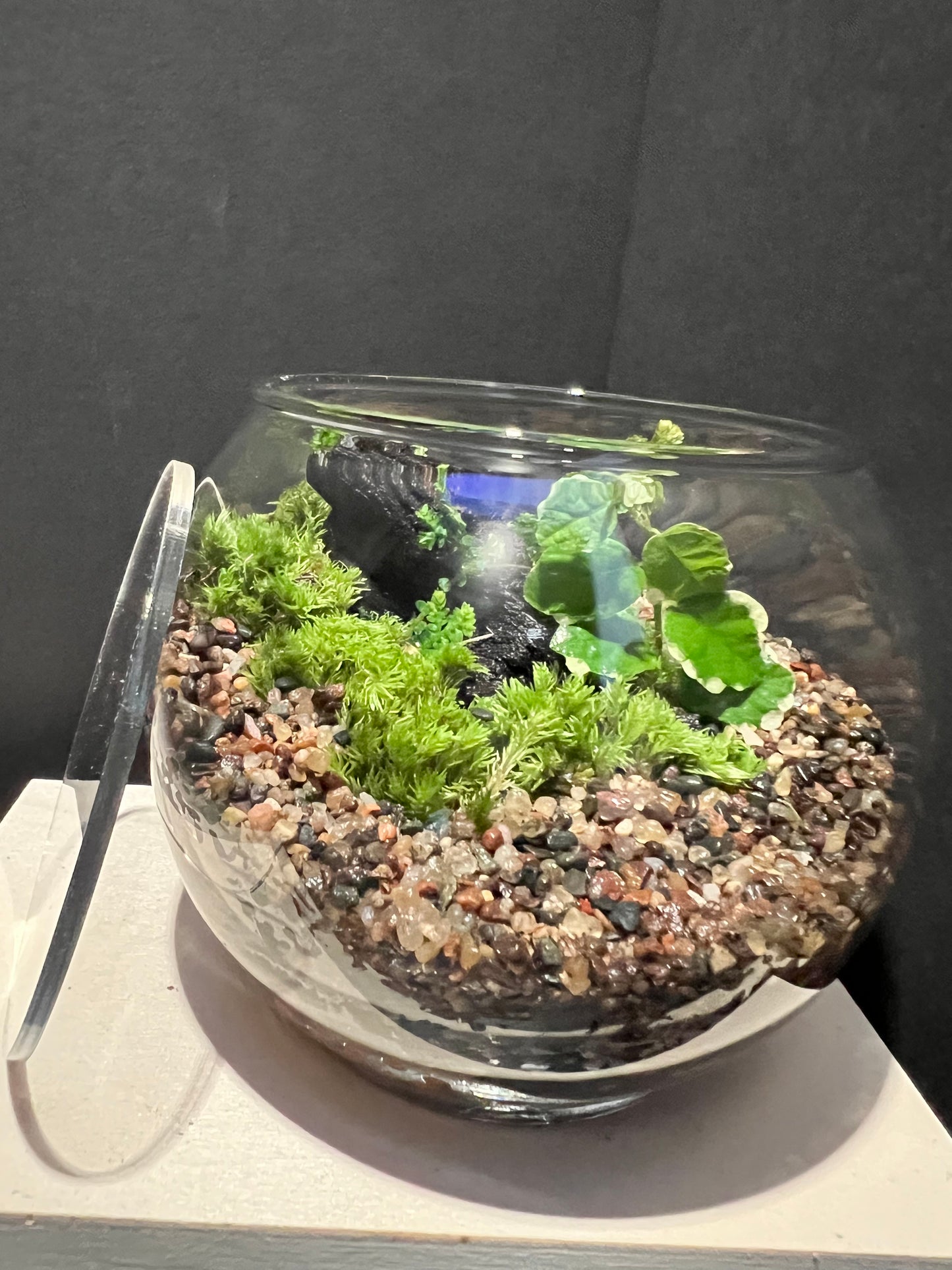 Terrarium 278