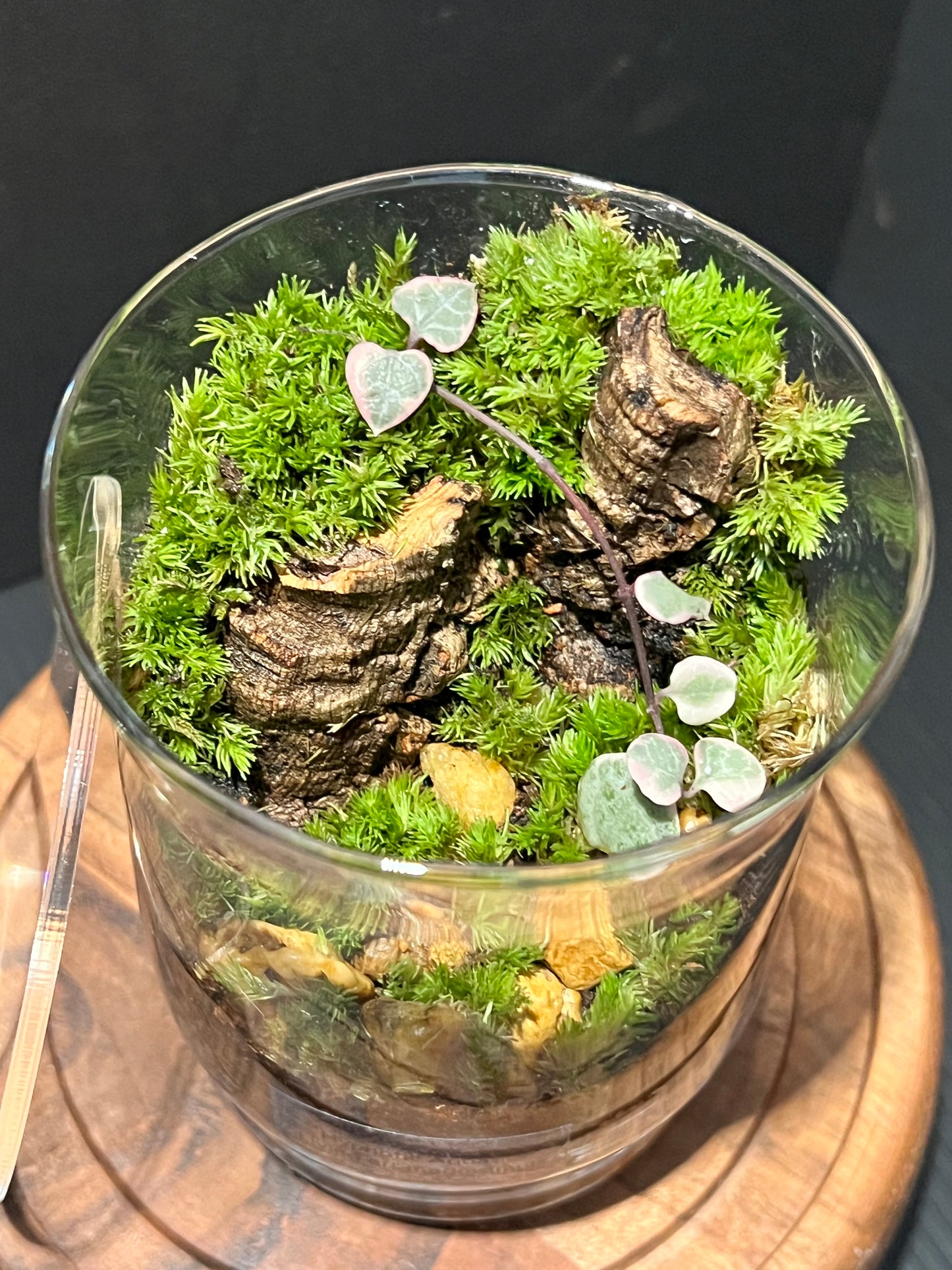 Terrarium 280