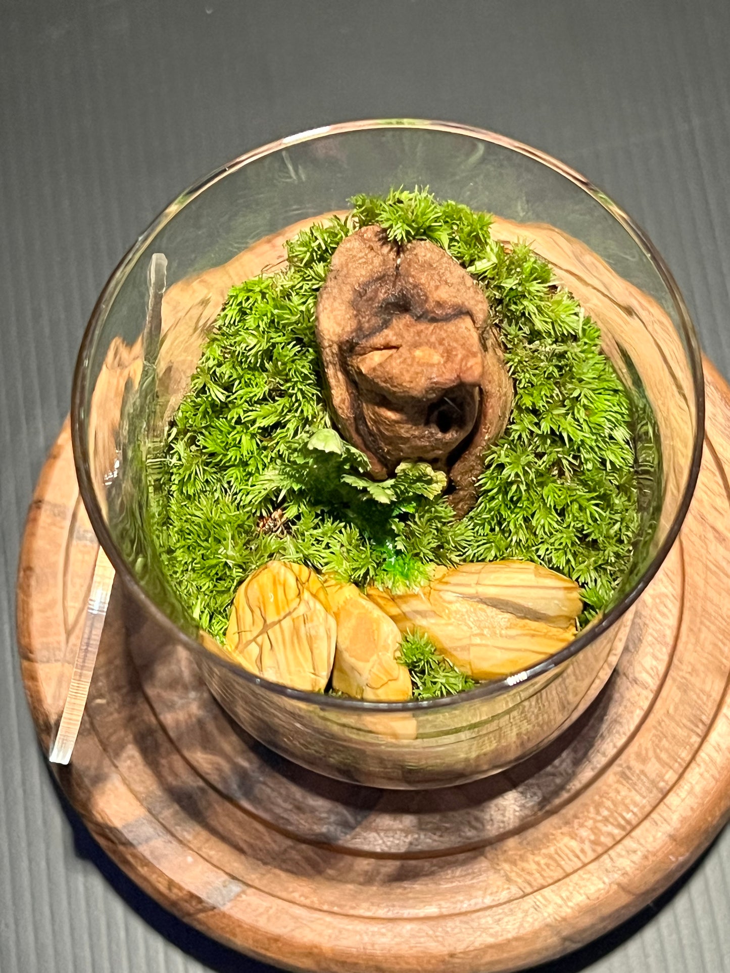 Terrarium 282