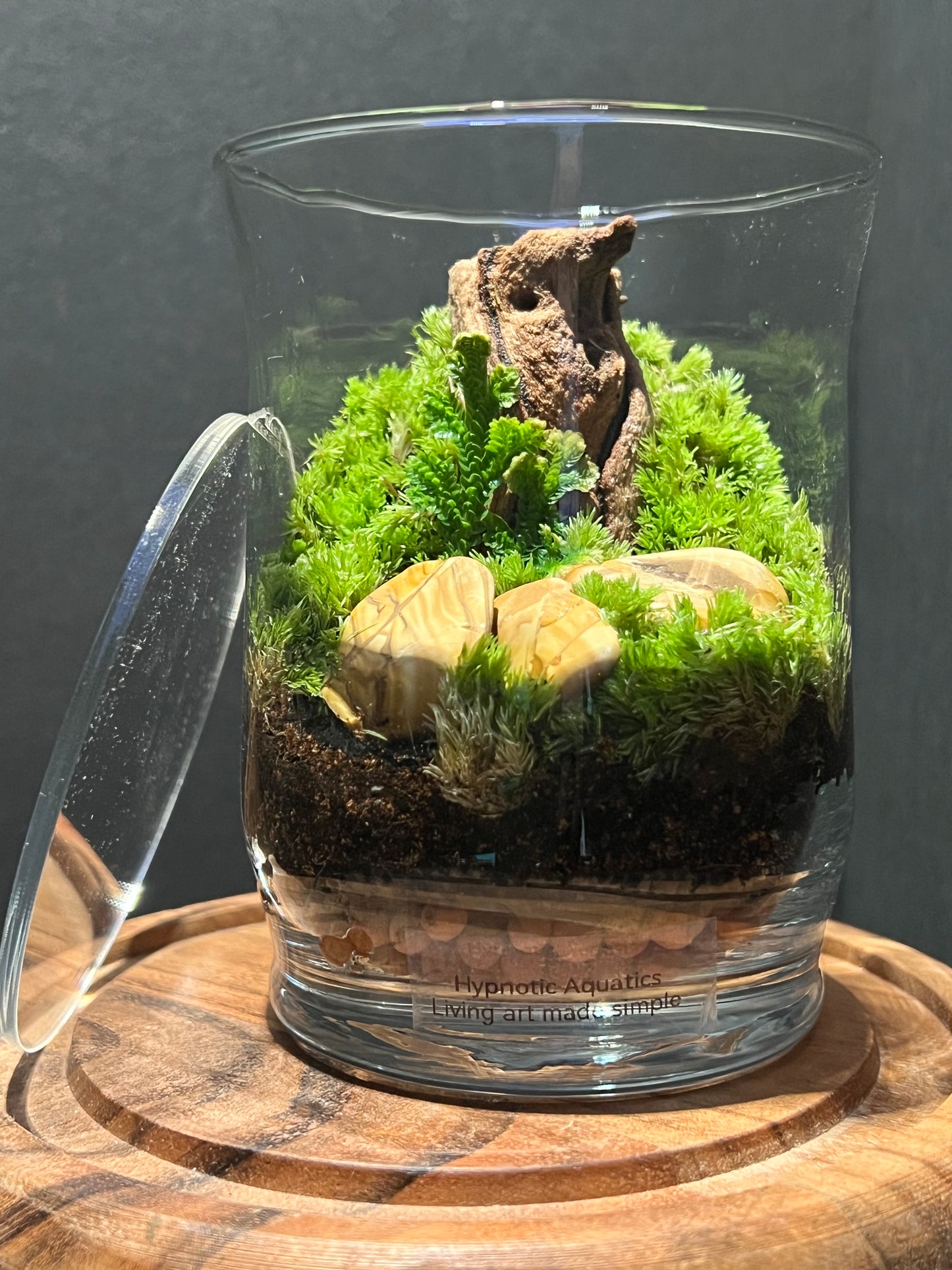 Terrarium 282