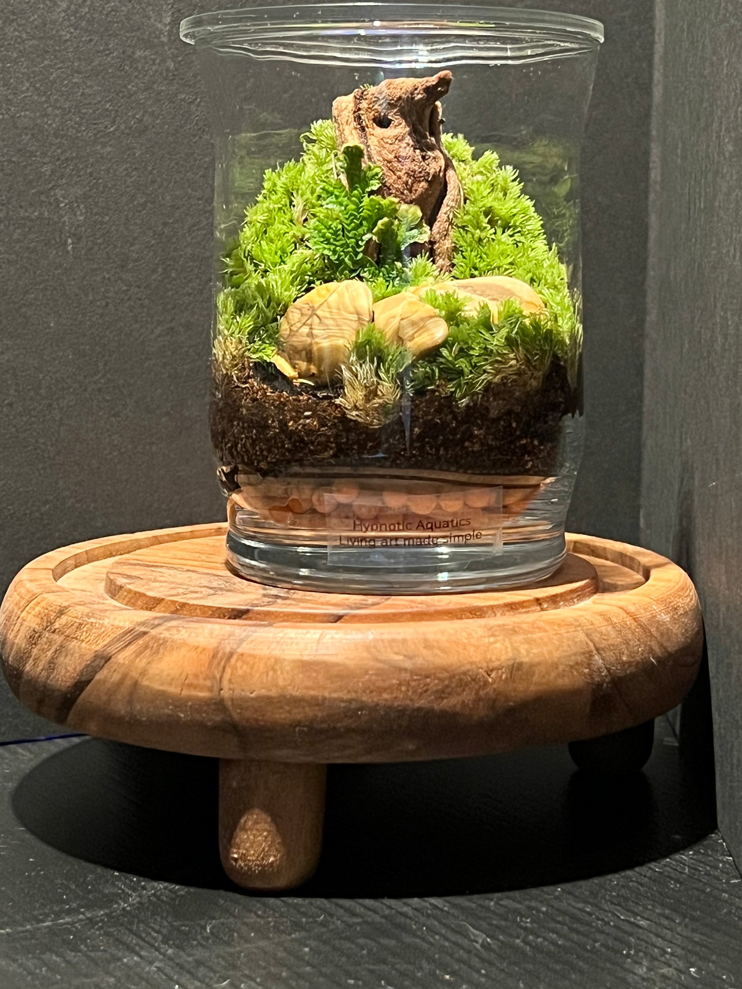 Terrarium 282
