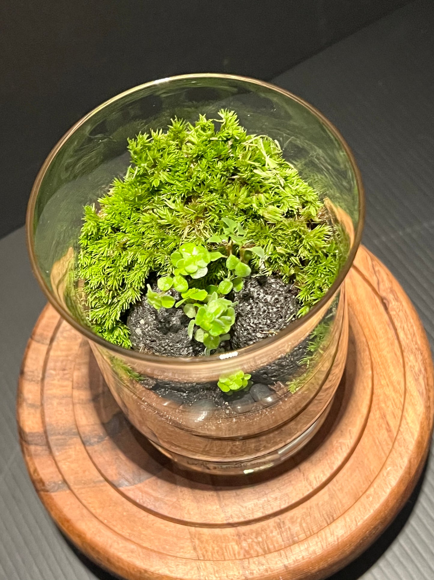 Terrarium 283