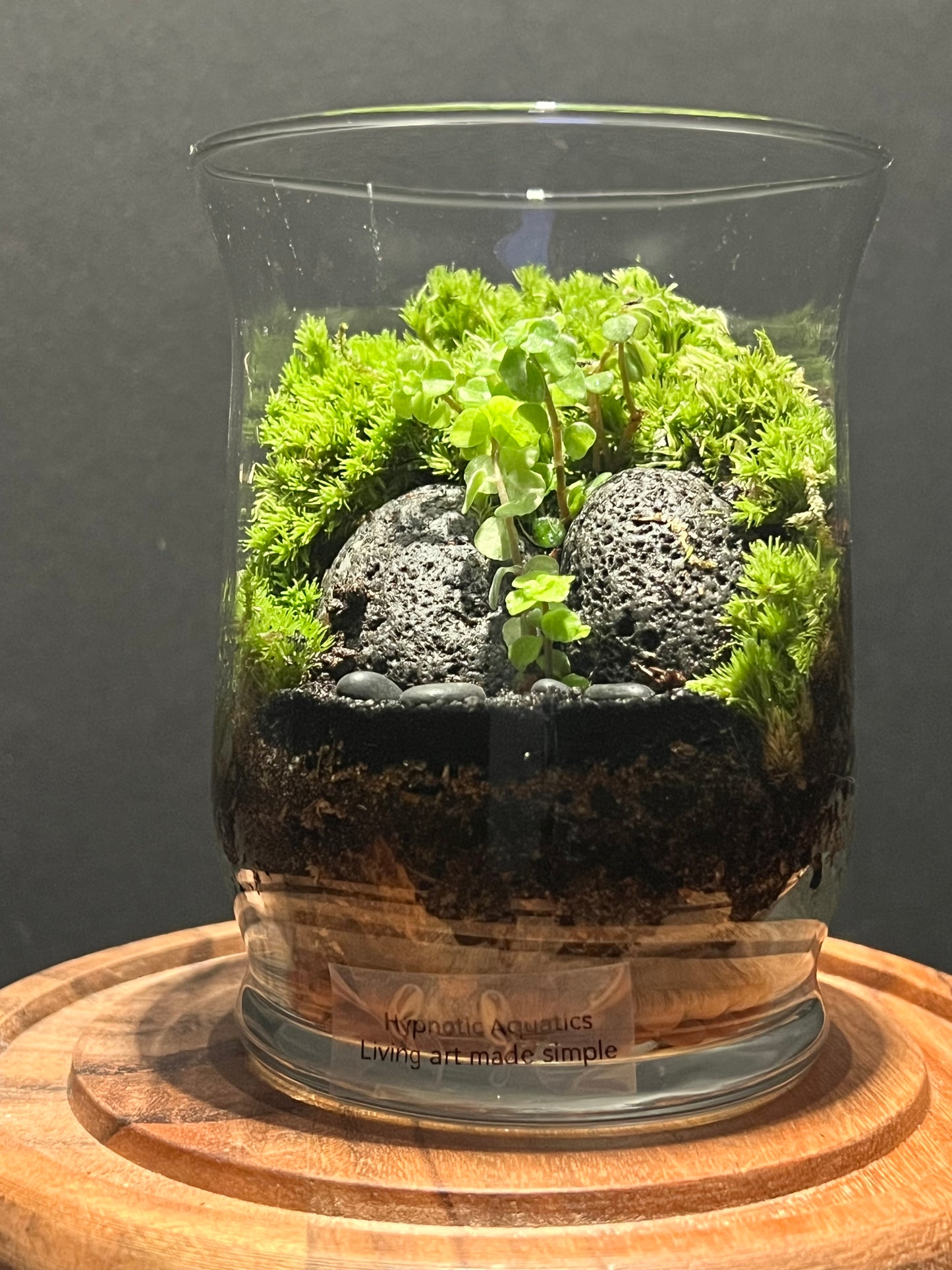 Terrarium 283
