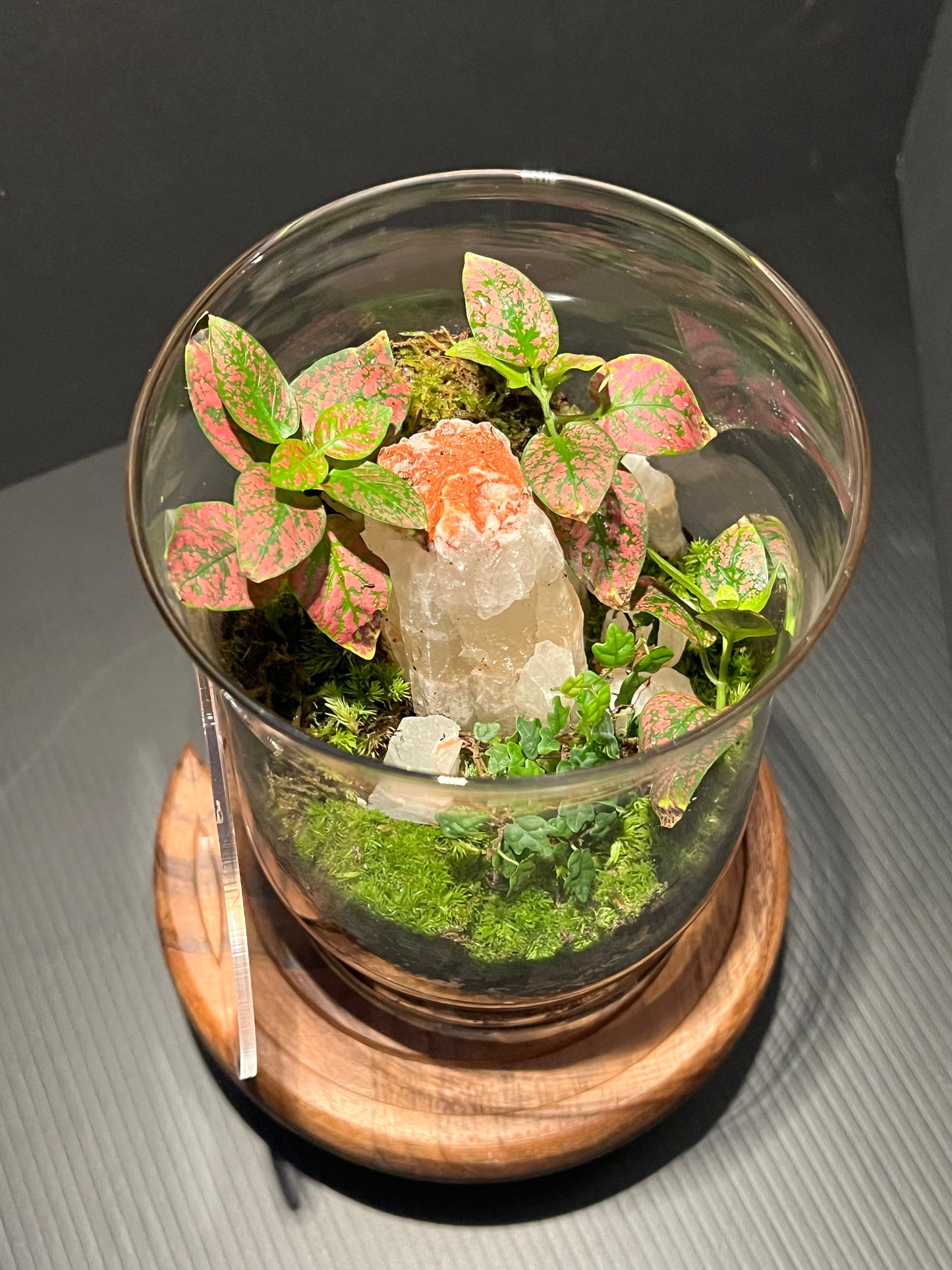Terrarium 284