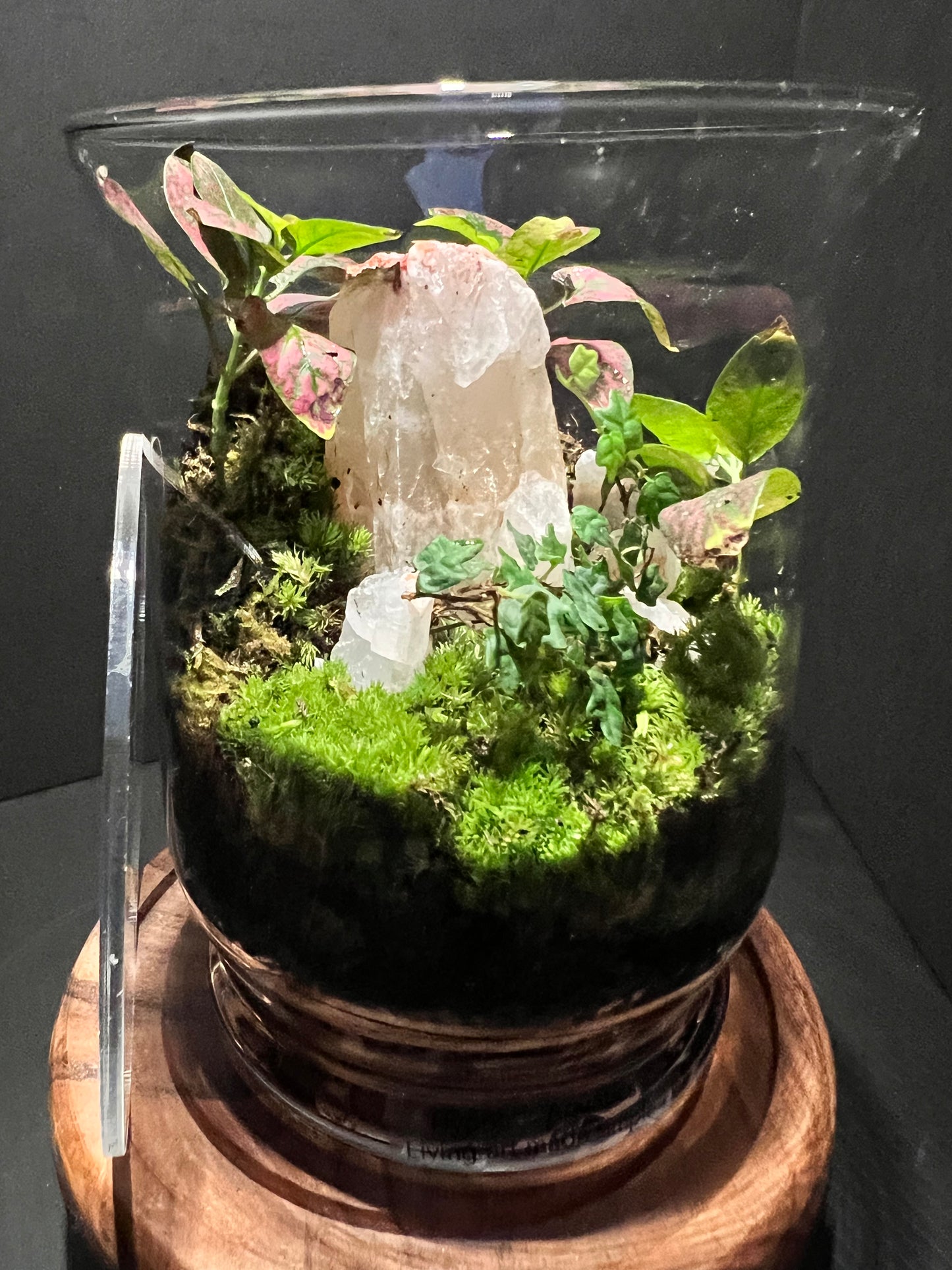 Terrarium 284