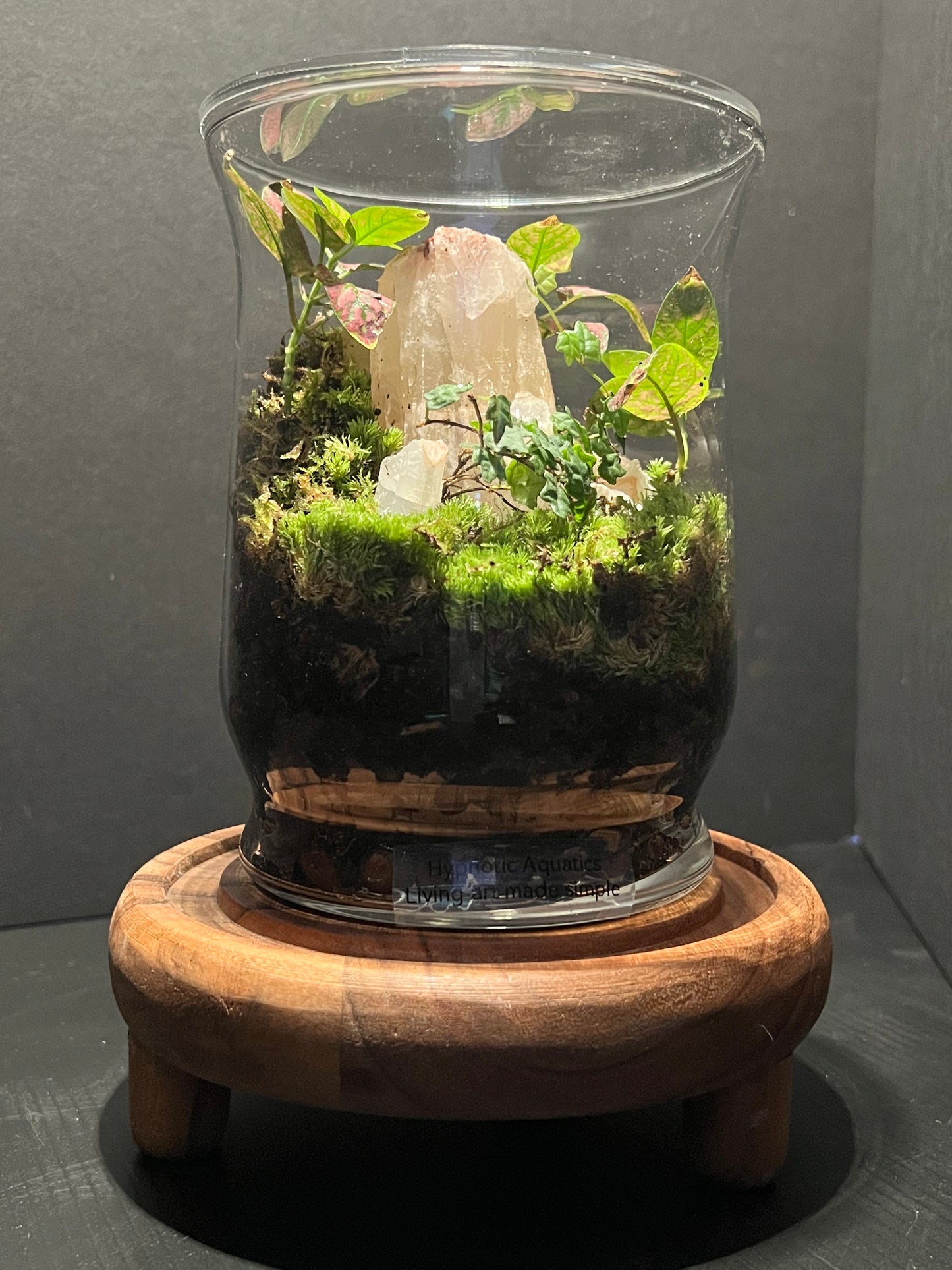 Terrarium 284