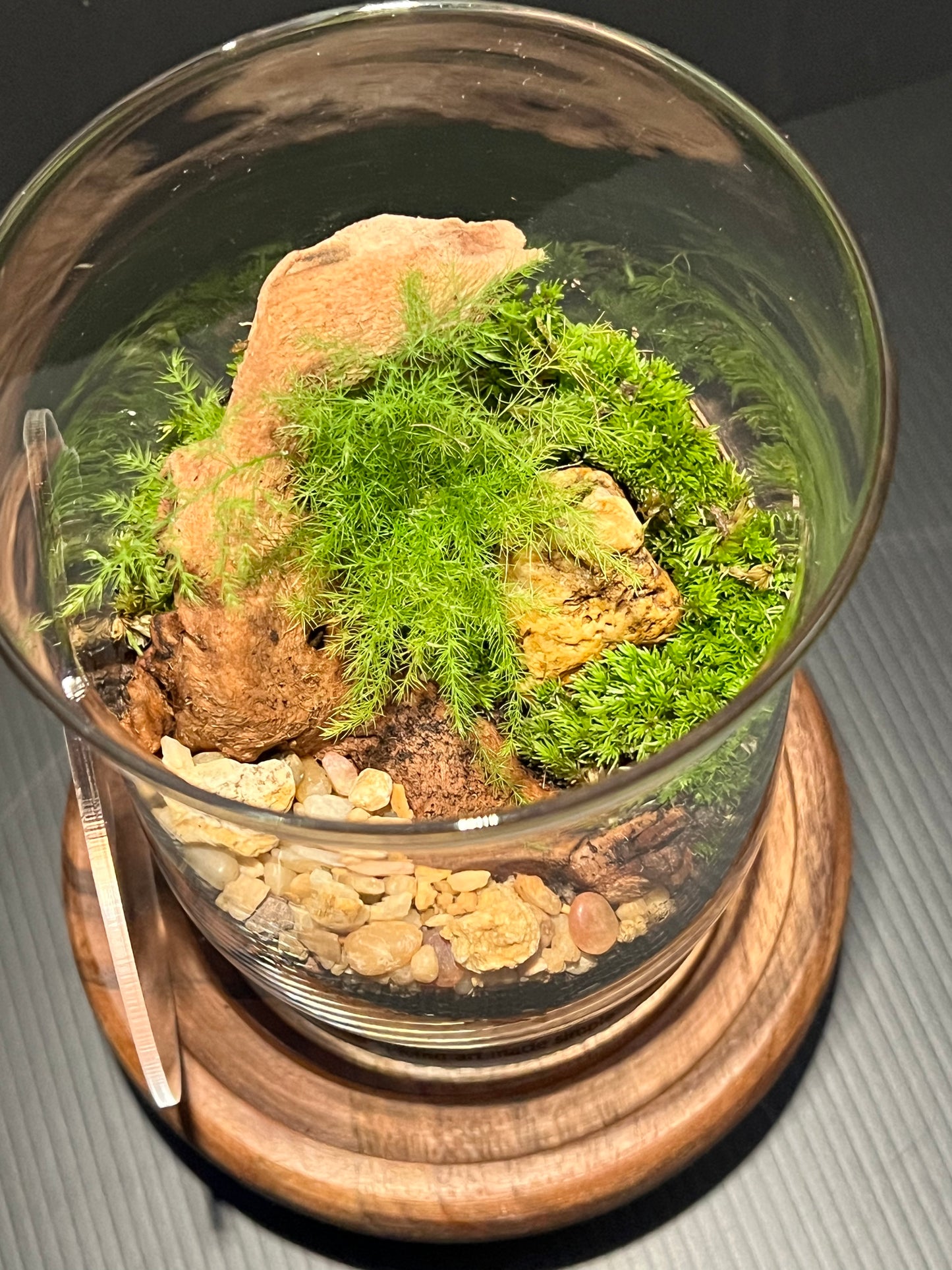 Terrarium 285