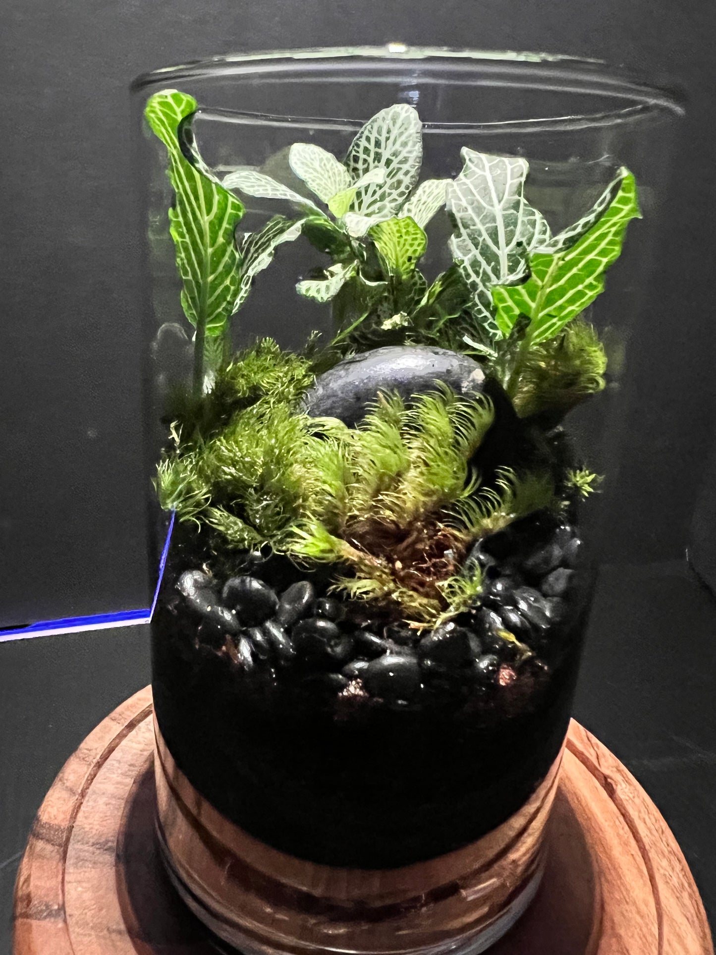 Terrarium 286
