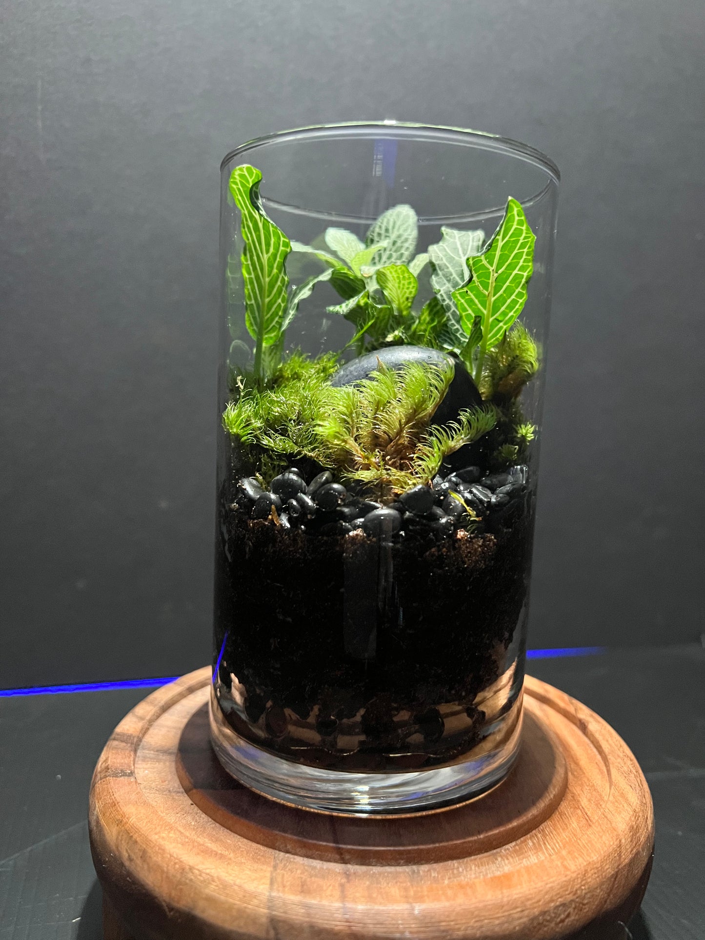 Terrarium 286
