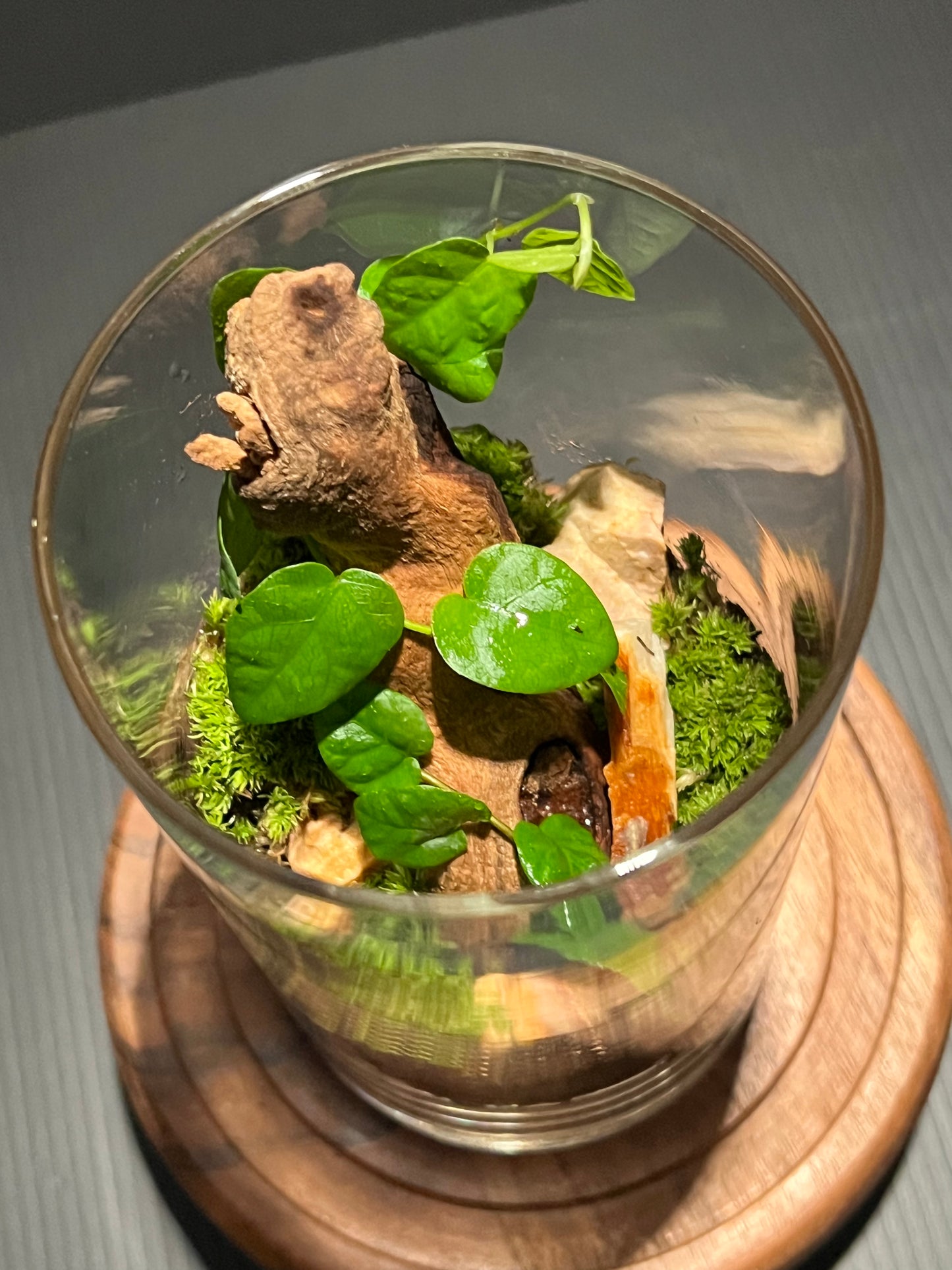 Terrarium 287
