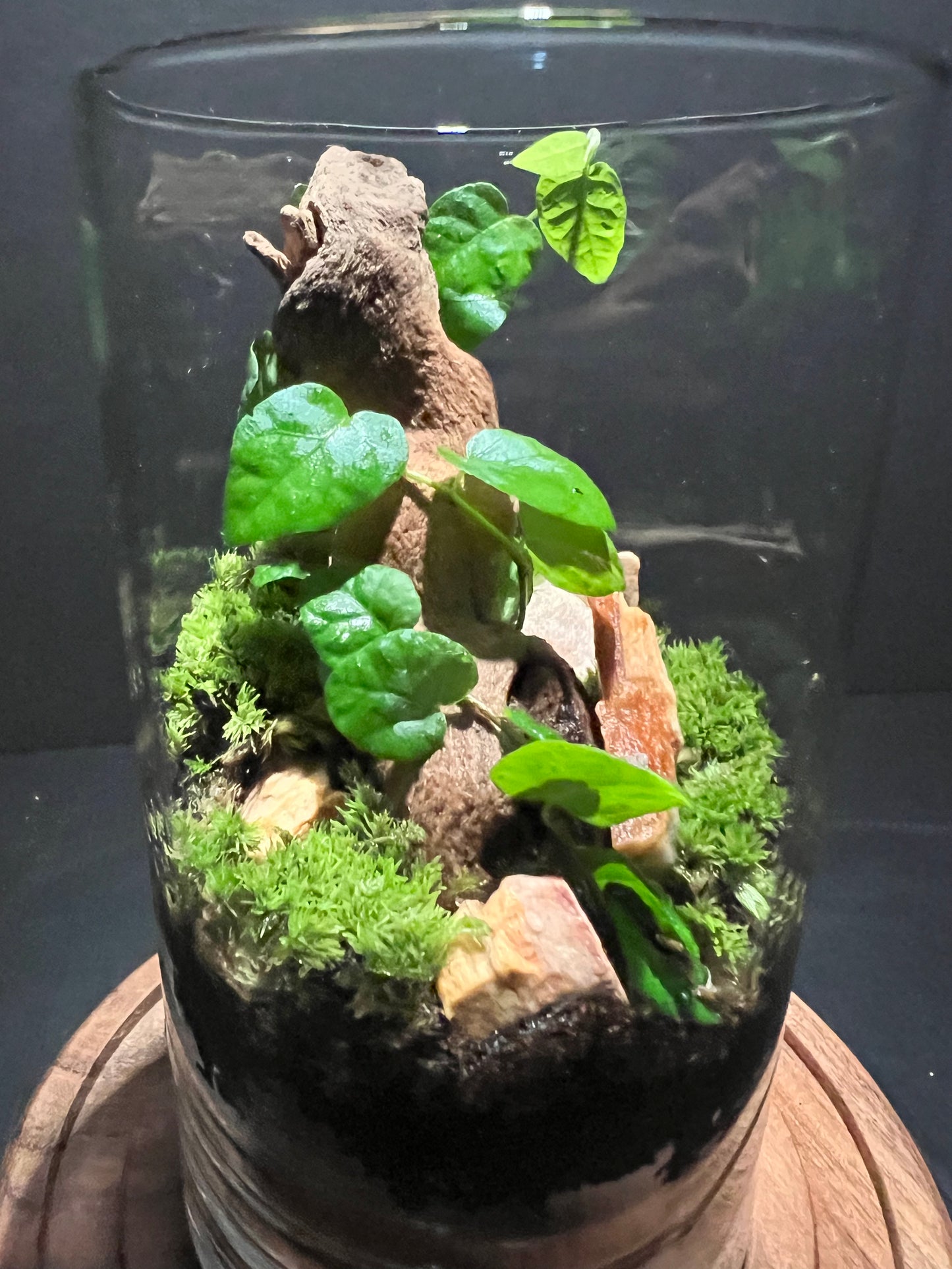 Terrarium 287
