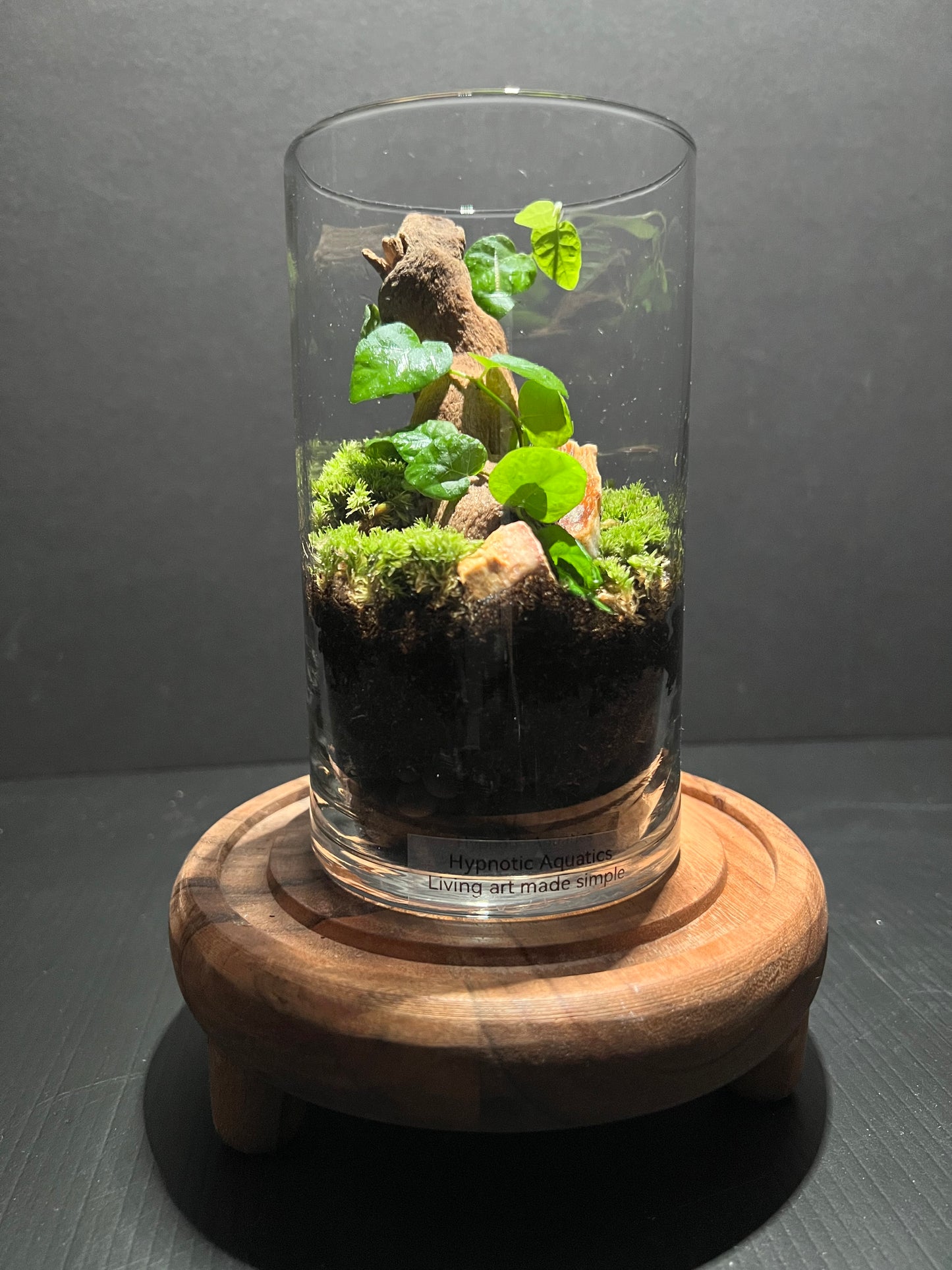 Terrarium 287
