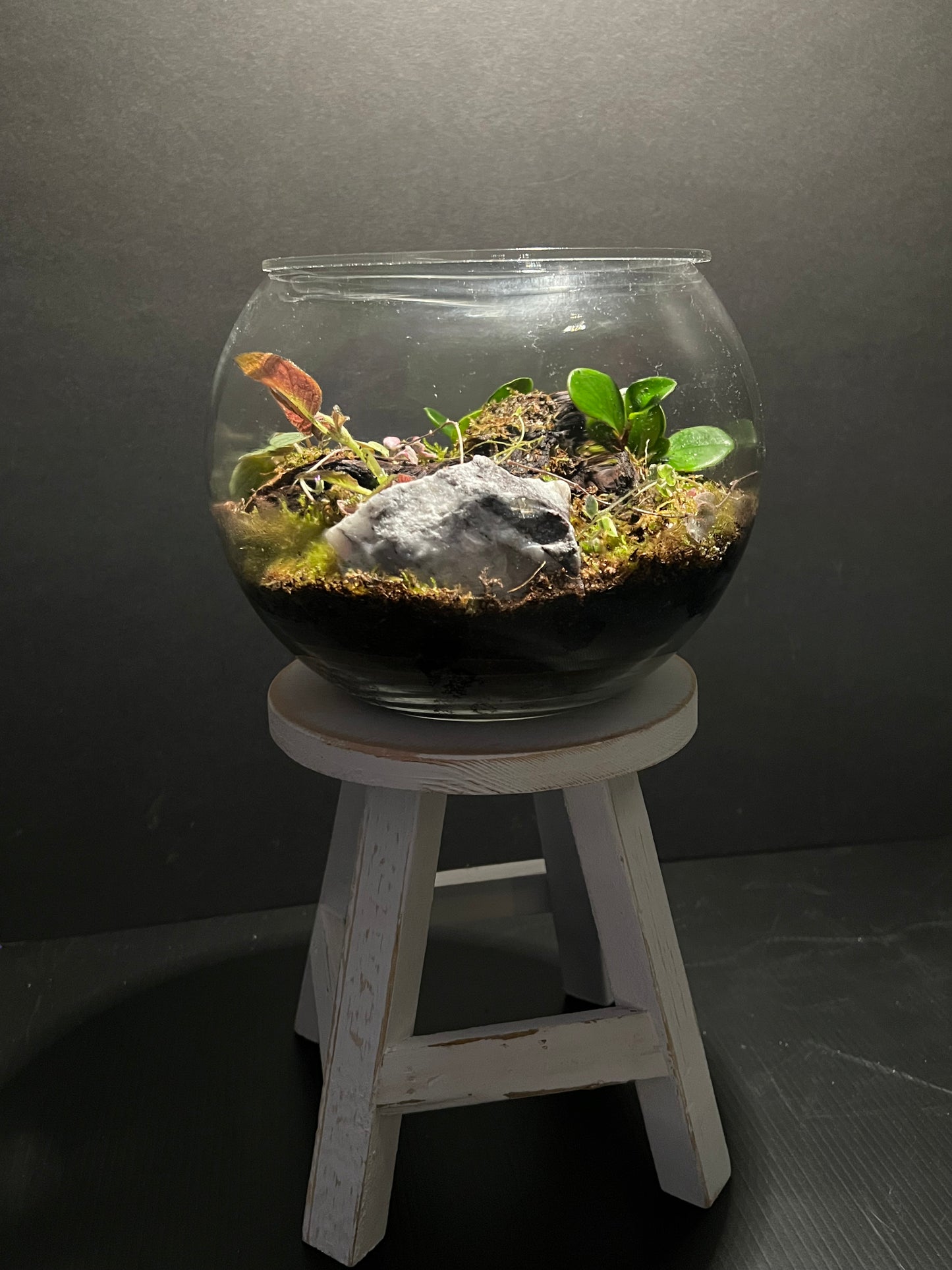 Terrarium 292
