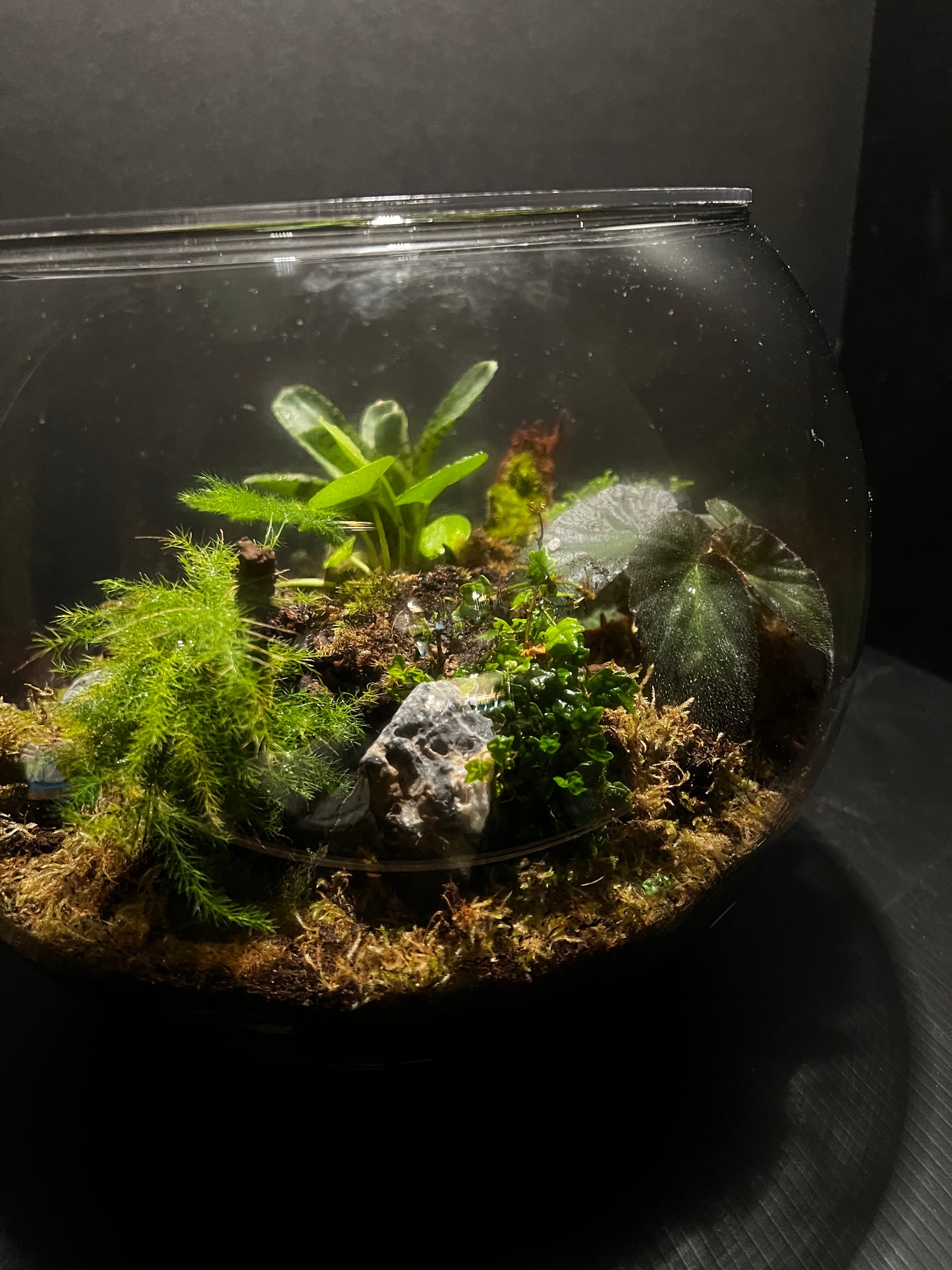 Terrarium 293
