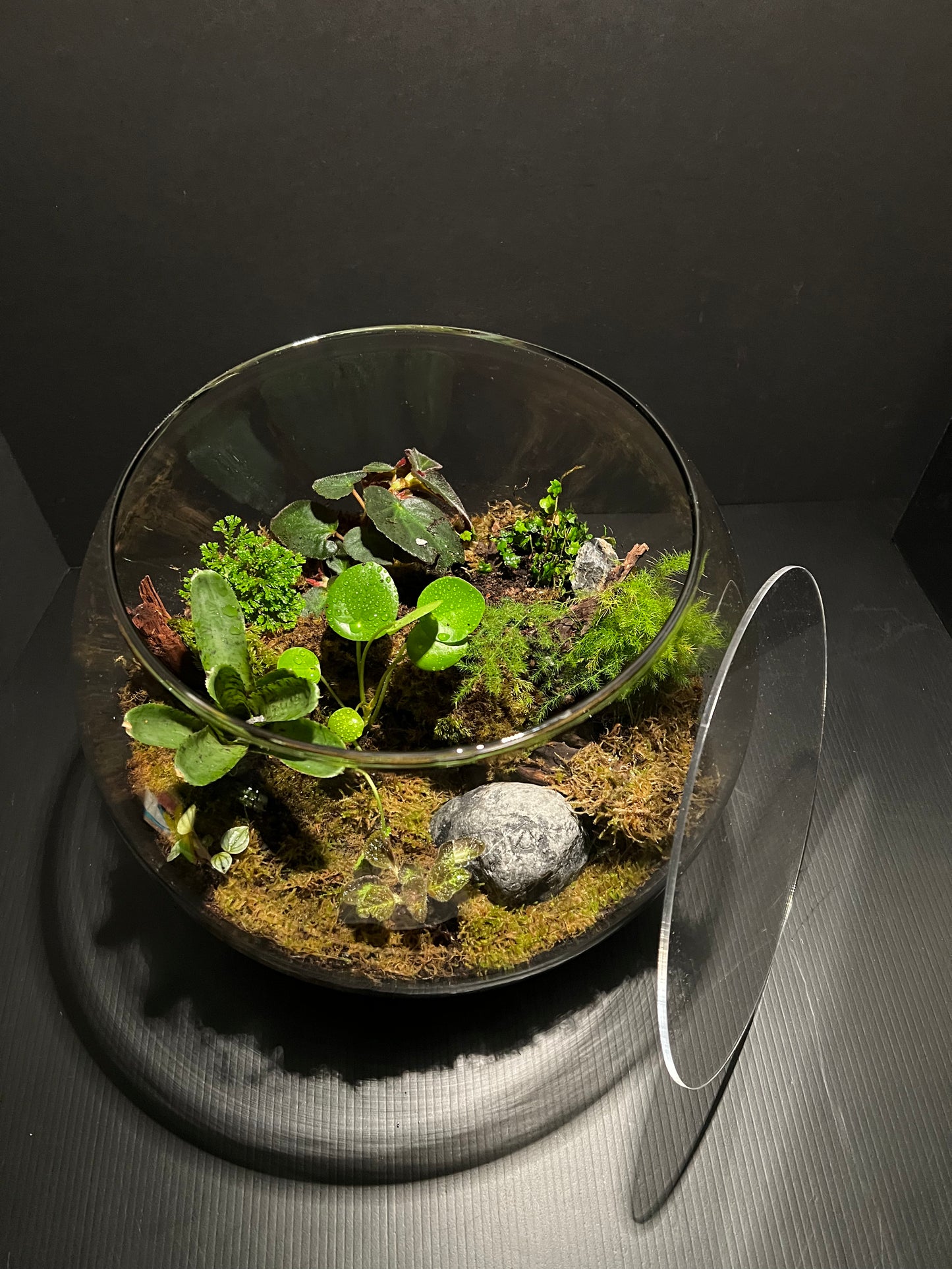 Terrarium 293