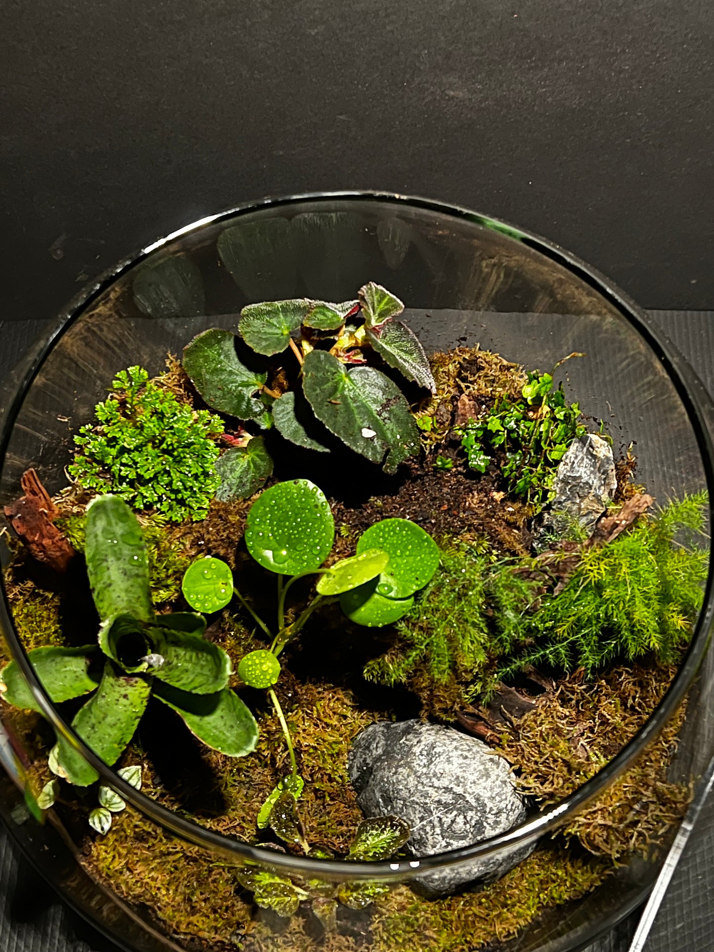 Terrarium 293