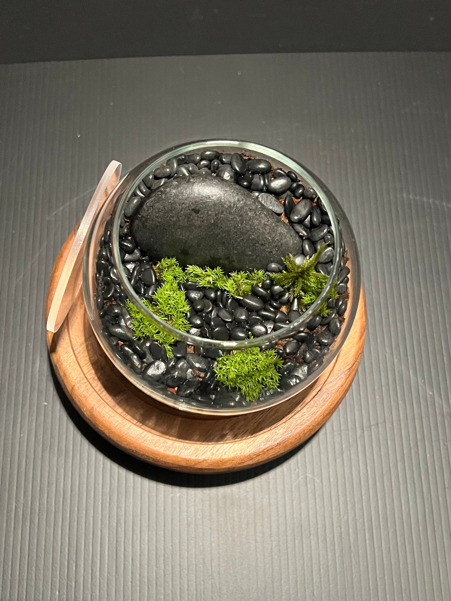 Terrarium 291