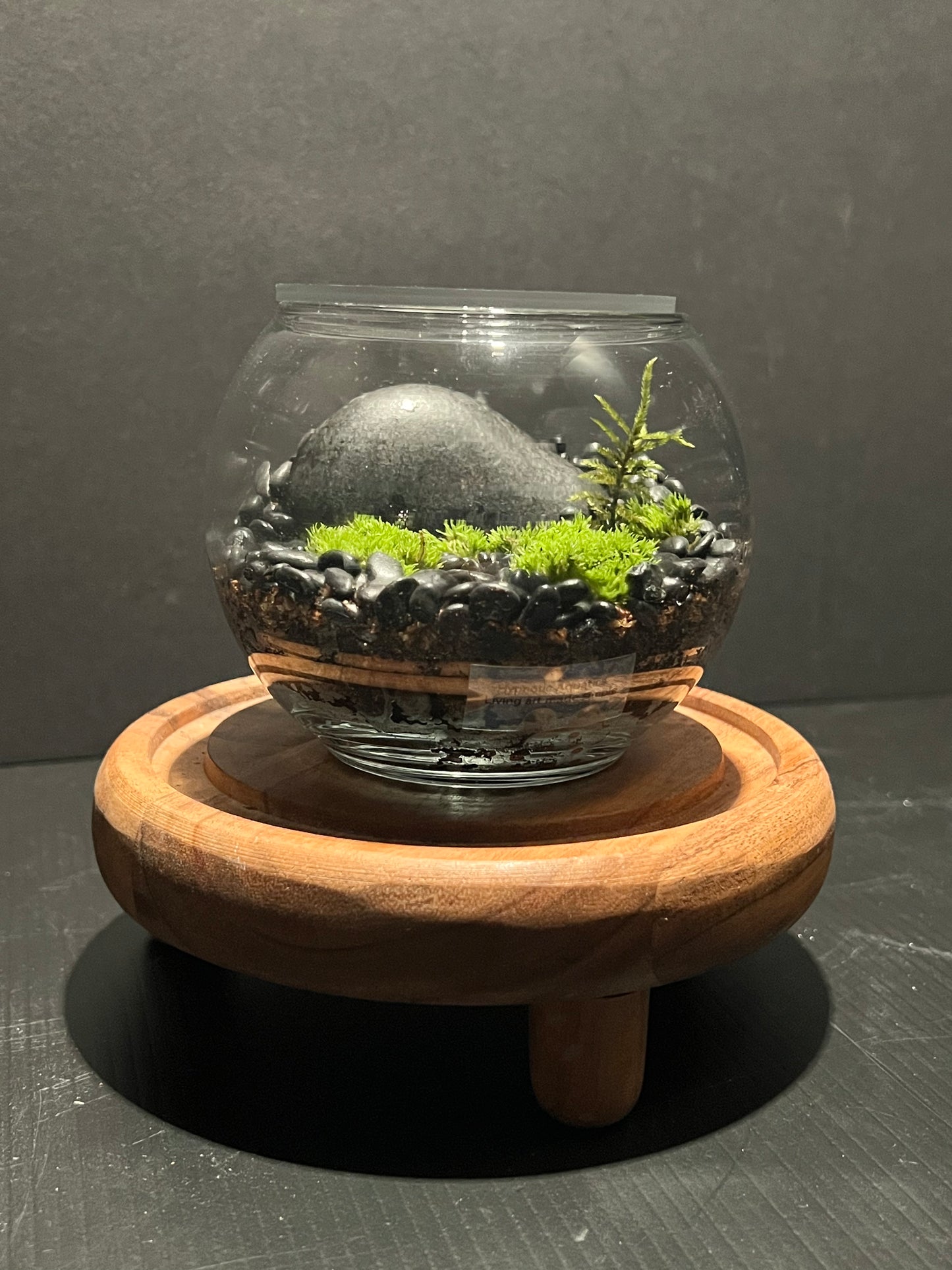 Terrarium 291