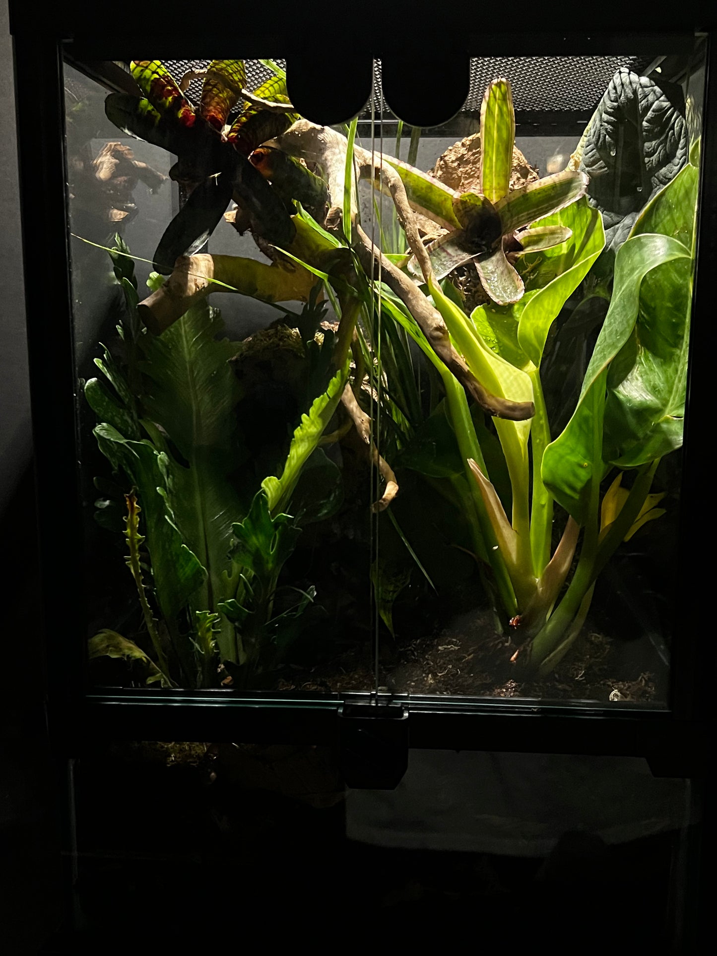 Terrarium Habitat 333
