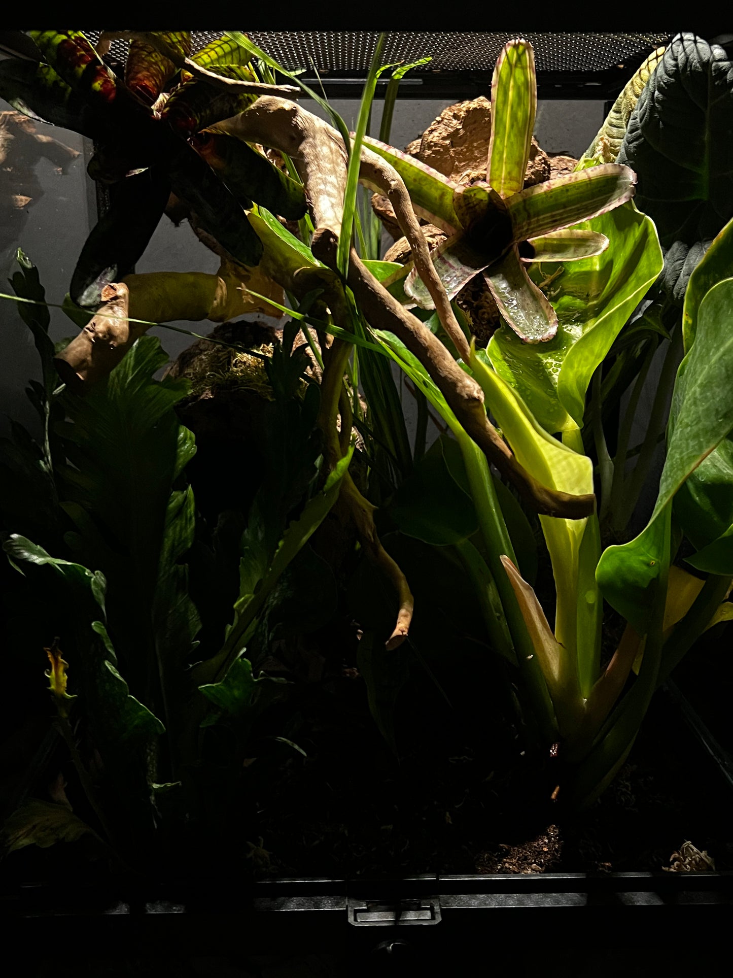 Terrarium Habitat 333