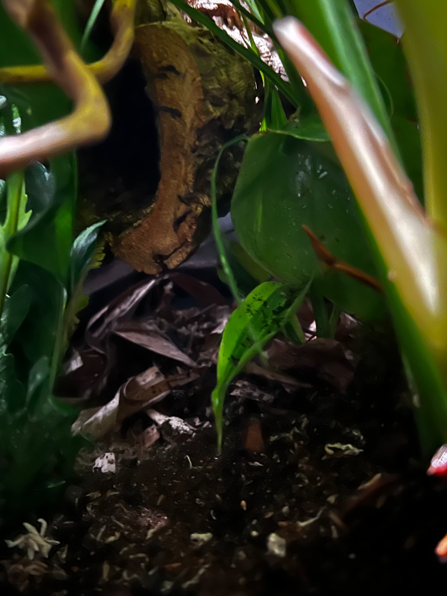 Terrarium Habitat 333
