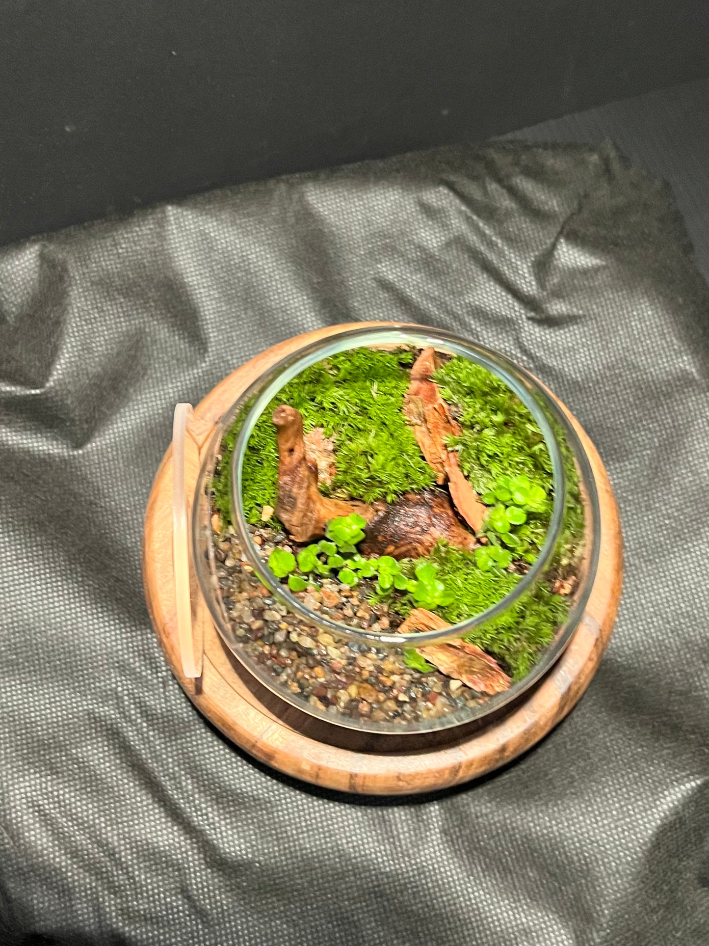 Terrarium 296