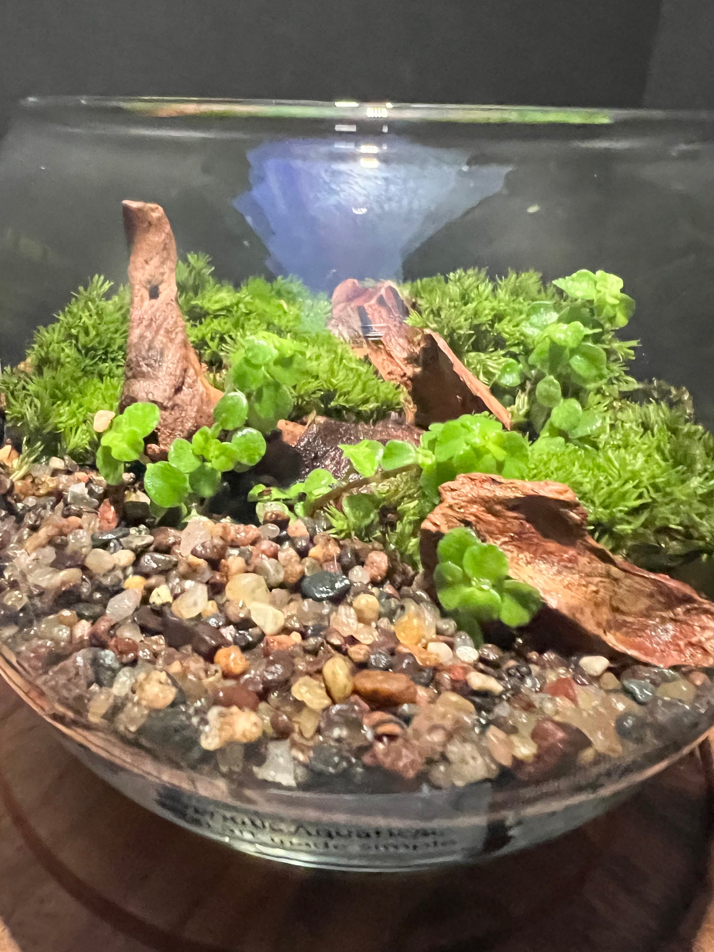 Terrarium 296