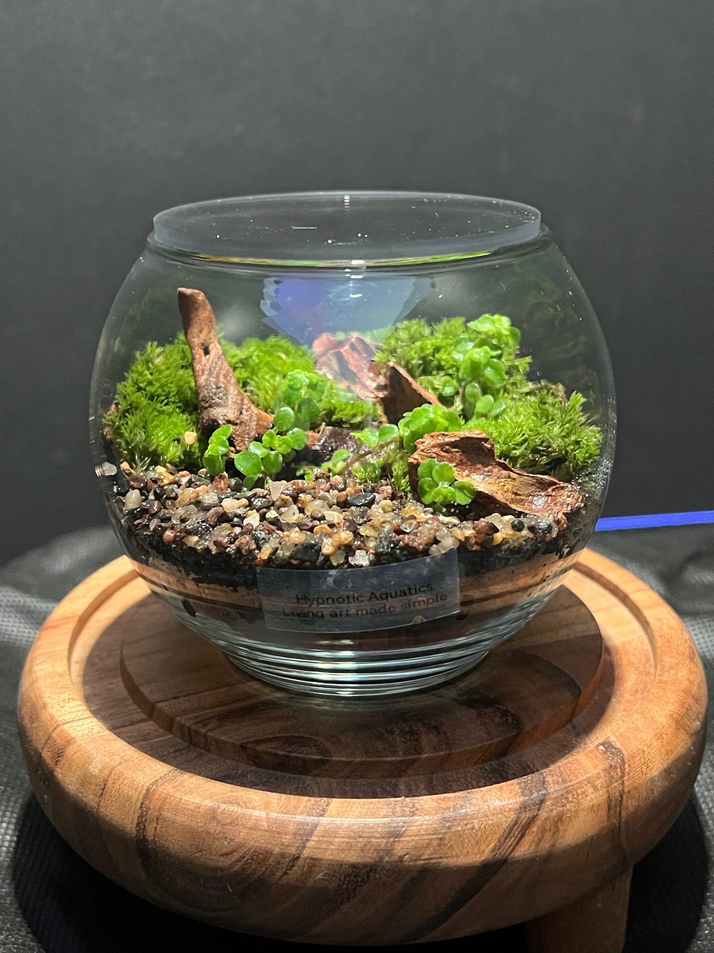 Terrarium 296